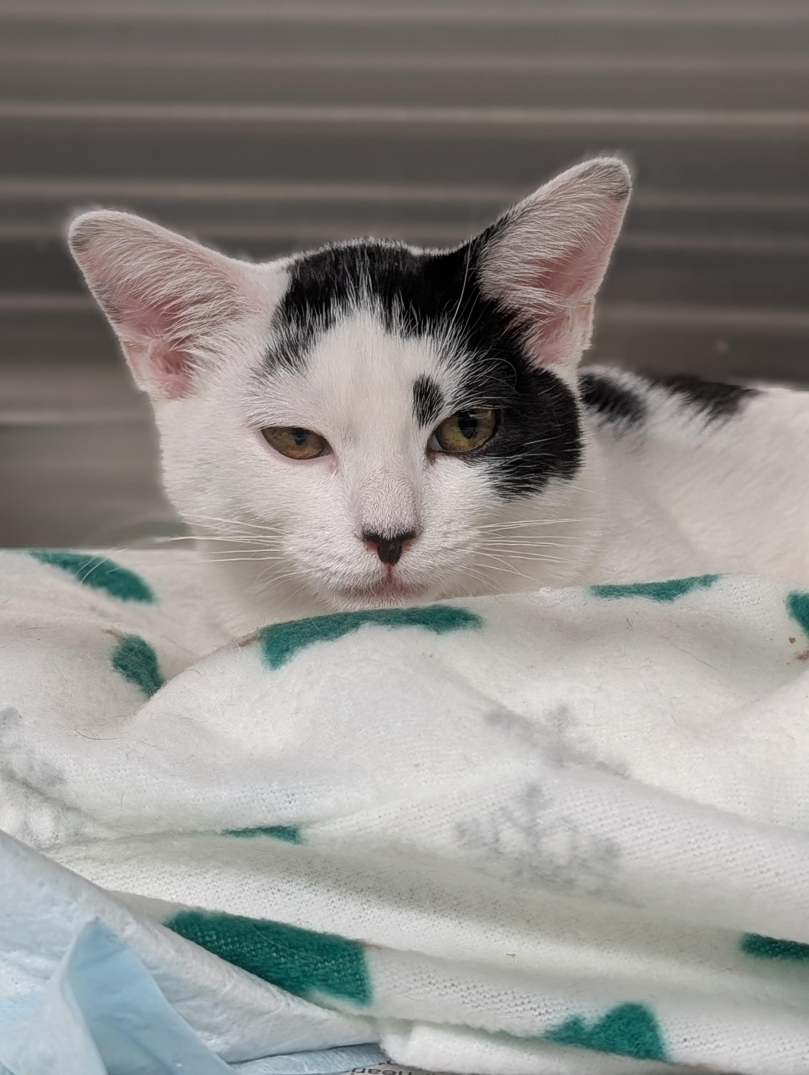 Eliza, ADOPTABLE, Young Female Domestic Short Hair.