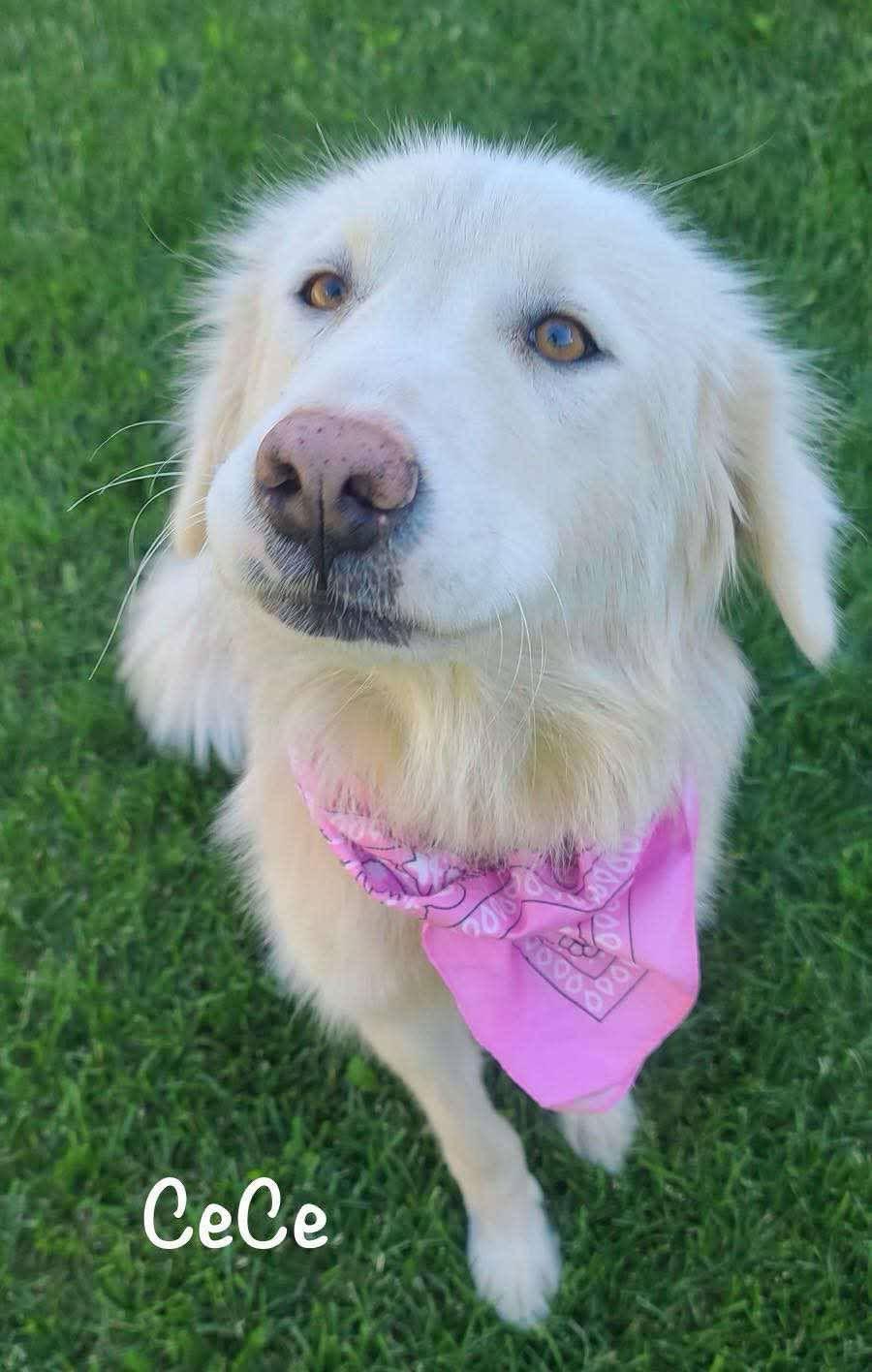 Cece, Adopted, Young Female Great Pyrenees & Golden Retriever.