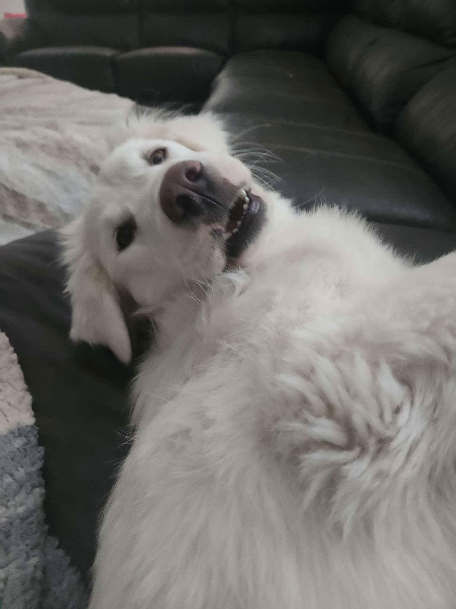 Enlarge Cece, a Adopted mixed breed in Denver, CO image 2/3