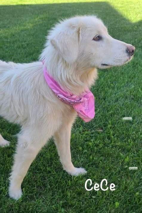 Cece, Adopted, Young Female Great Pyrenees & Golden Retriever.