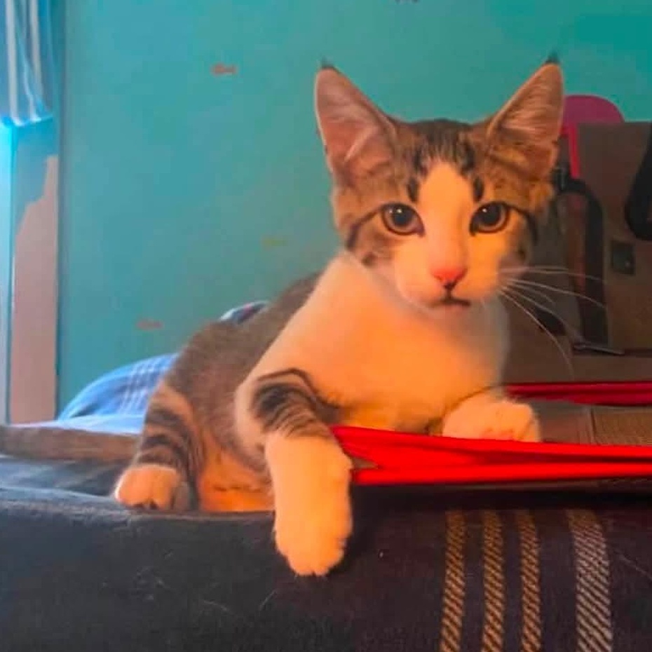 Enlarge Dot, a Adoptable Domestic Short Hair in Carnegie, PA image 5/5