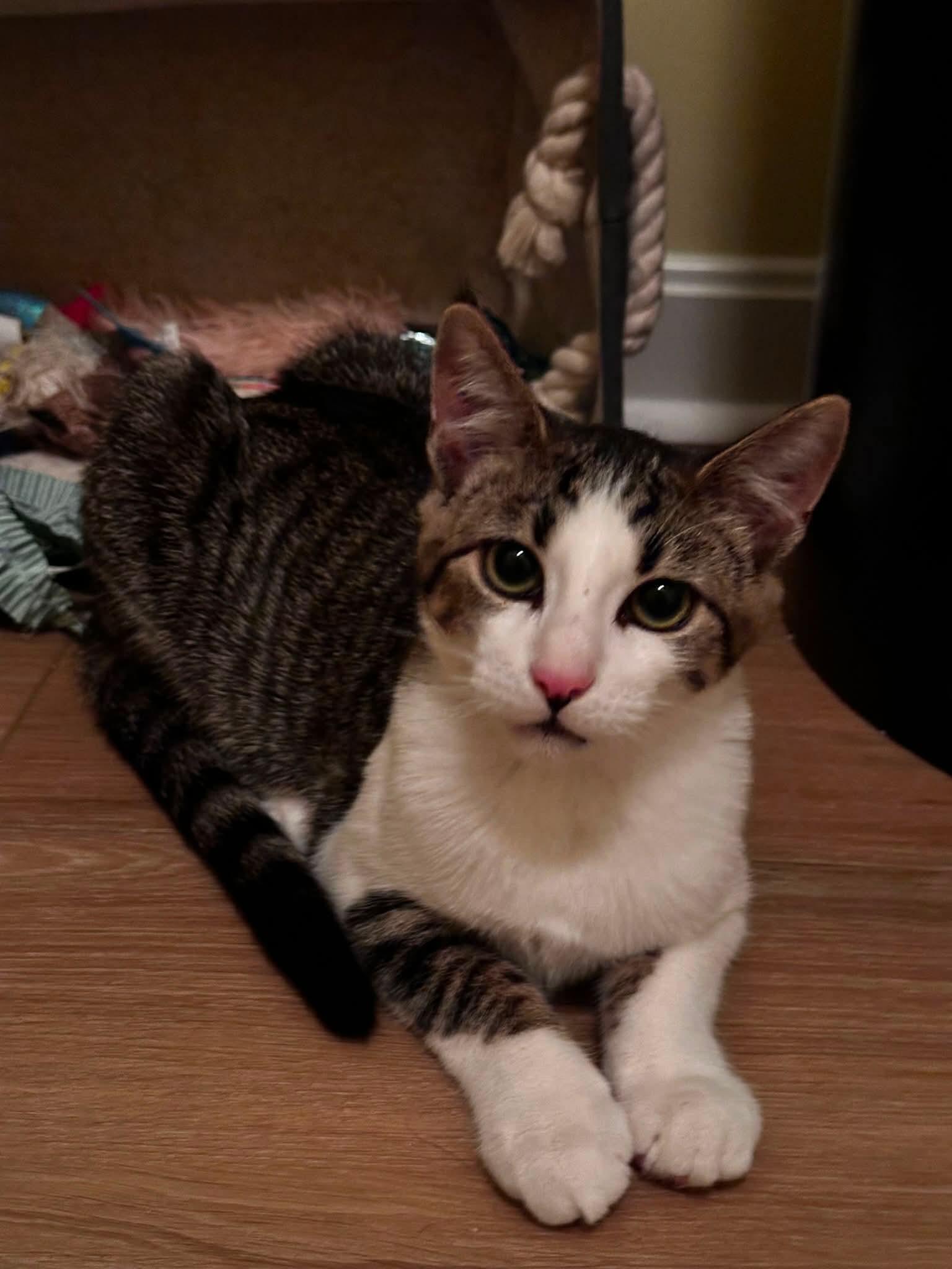 Enlarge Dot, a Adoptable Domestic Short Hair in Carnegie, PA image 3/5