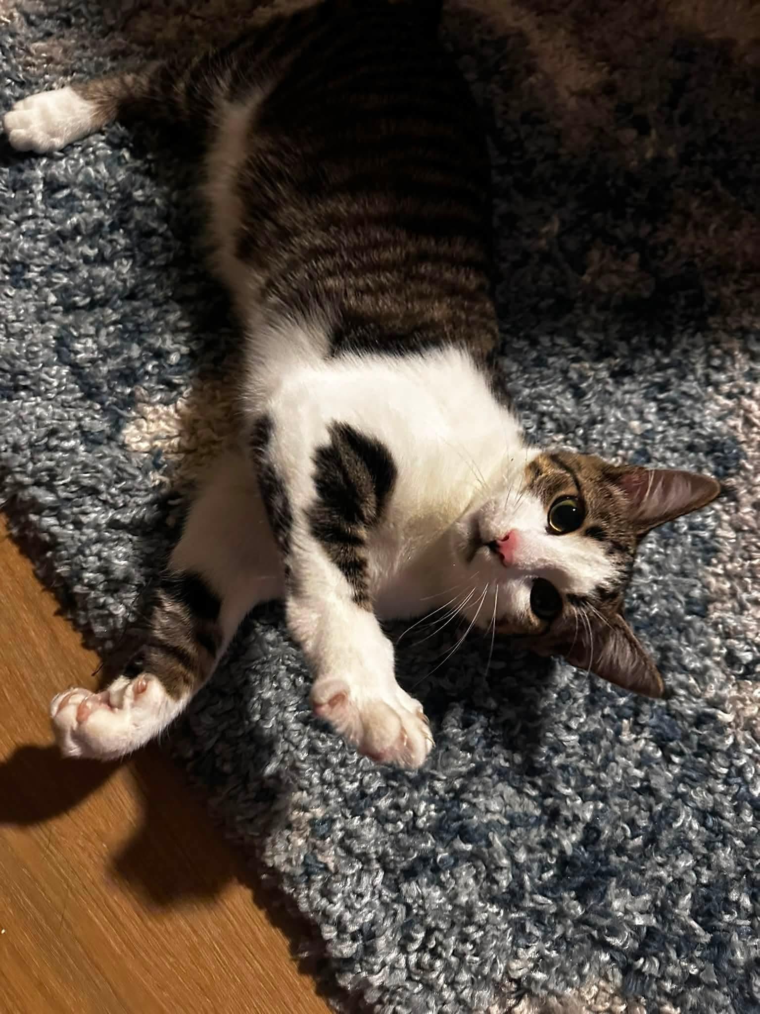 Enlarge Dot, a Adoptable Domestic Short Hair in Carnegie, PA image 1/3