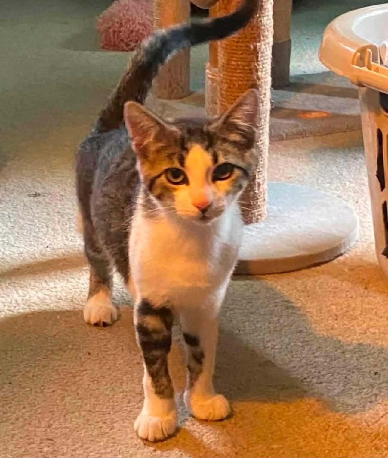 Enlarge Dot, a Adoptable Domestic Short Hair in Carnegie, PA image 1/5