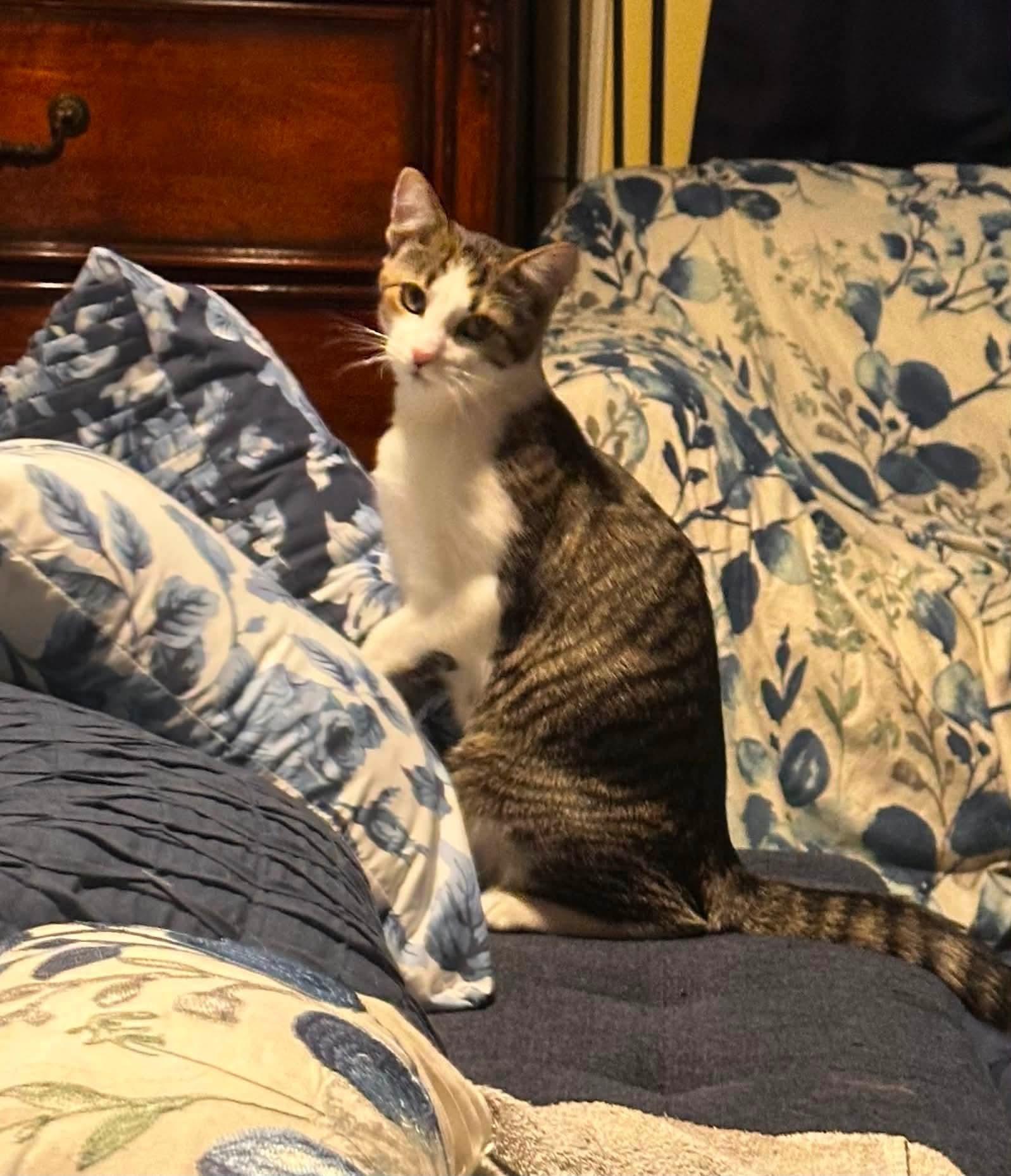 Enlarge Dot, a Adoptable Domestic Short Hair in Carnegie, PA image 2/3