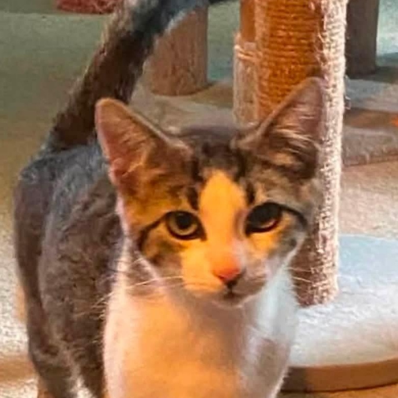 Enlarge Dot, a Adoptable Domestic Short Hair in Carnegie, PA image 2/5