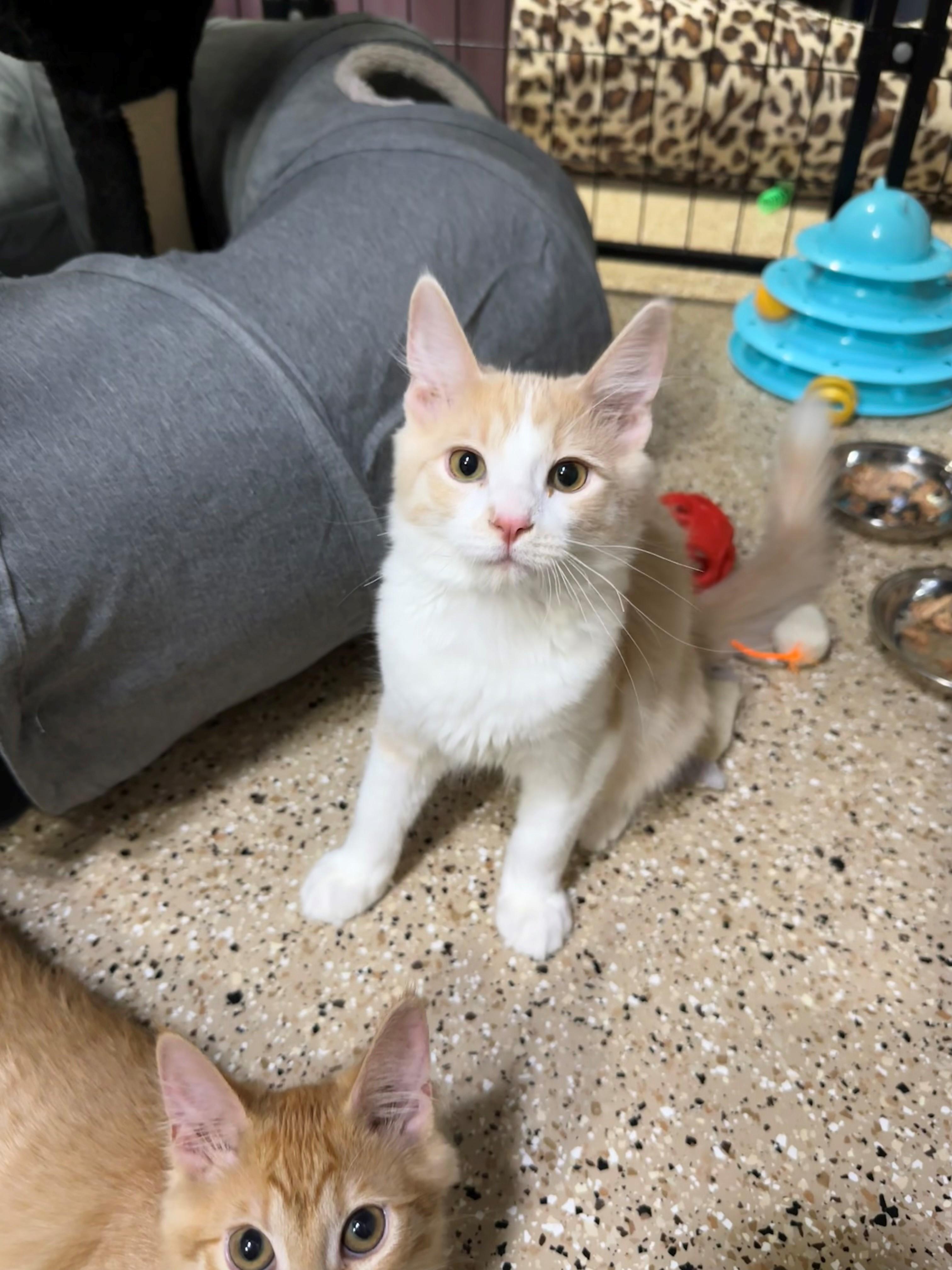 Enlarge Colby, a Adopted mixed breed in Mesa, AZ image 2/6