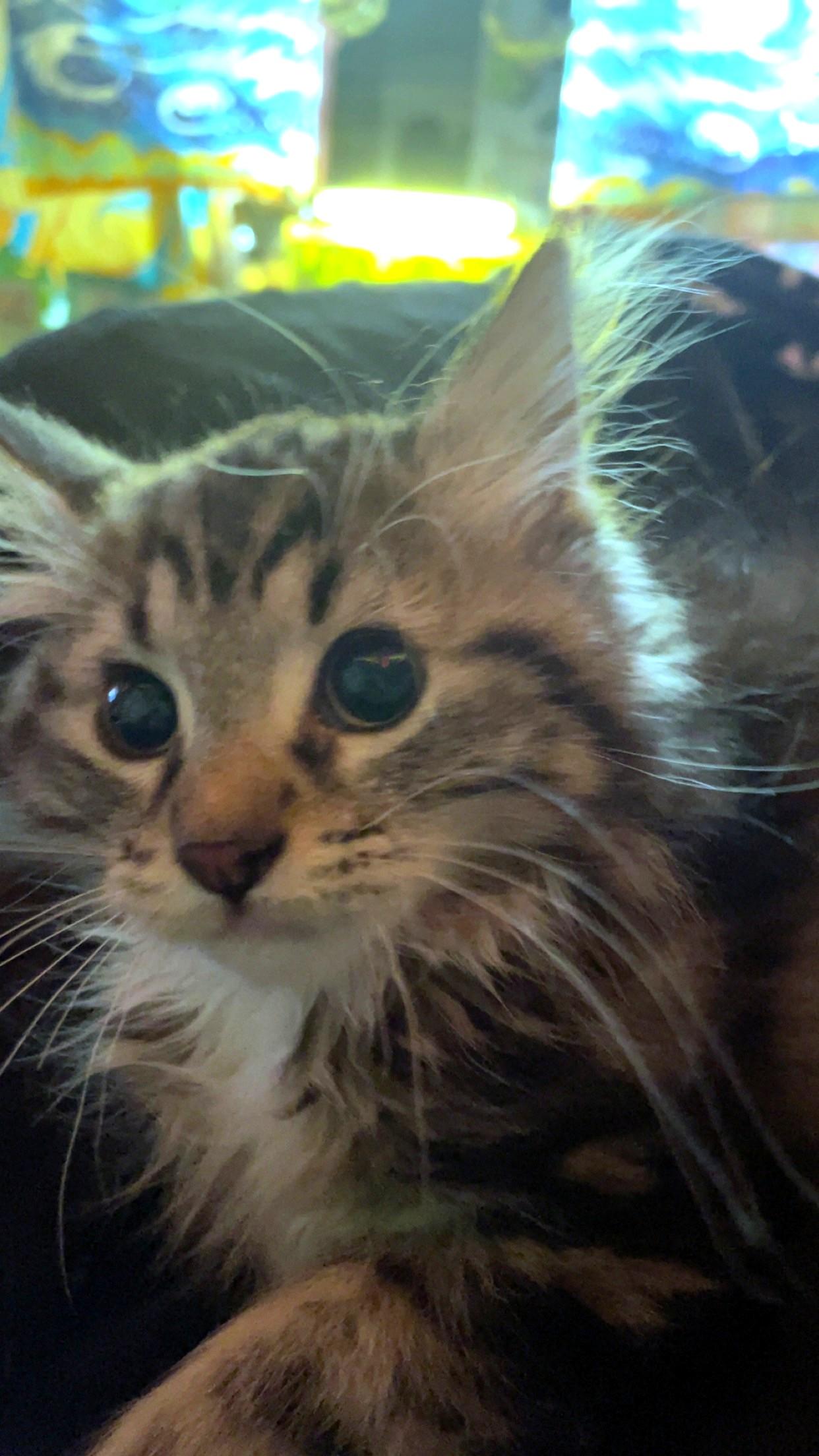 Enlarge Piccolo, a ADOPTABLE Domestic Medium Hair in Salt Lake City, UT image 4/6