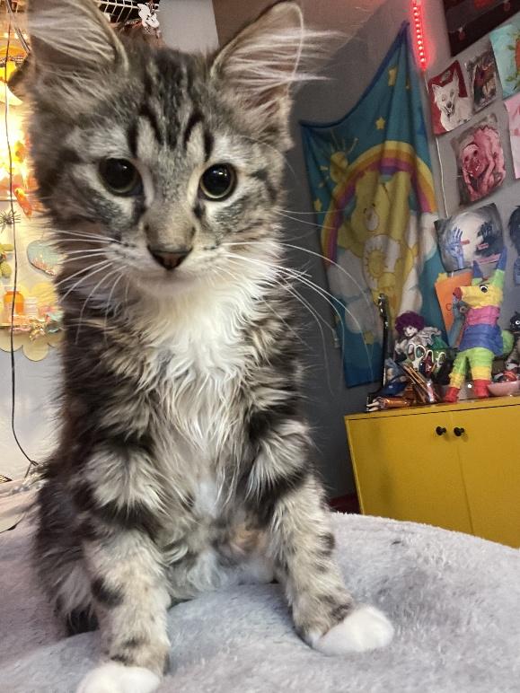 Enlarge Piccolo, a ADOPTABLE Domestic Medium Hair in Salt Lake City, UT image 3/6