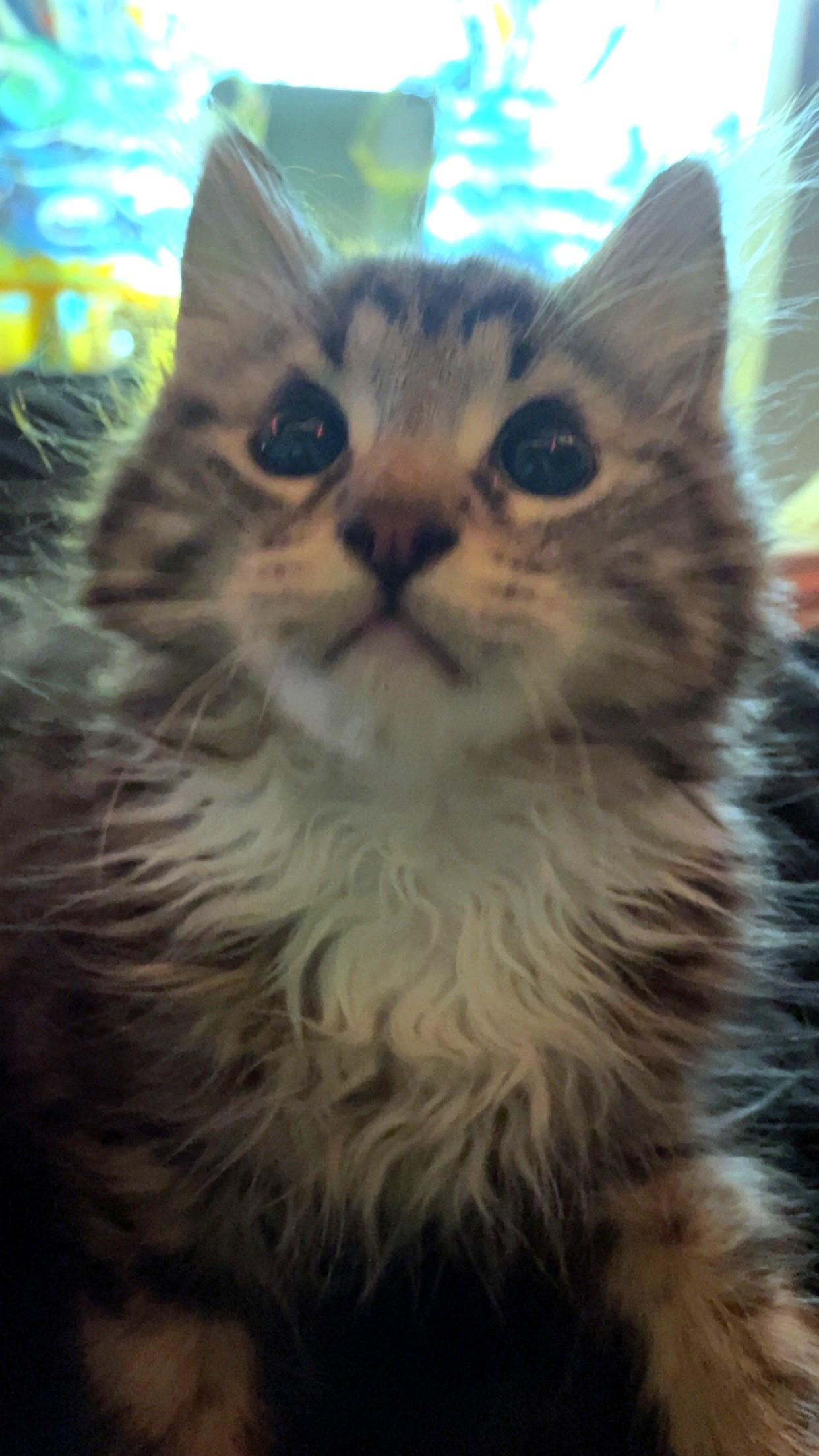 Enlarge Piccolo, a ADOPTABLE Domestic Medium Hair in Salt Lake City, UT image 2/6