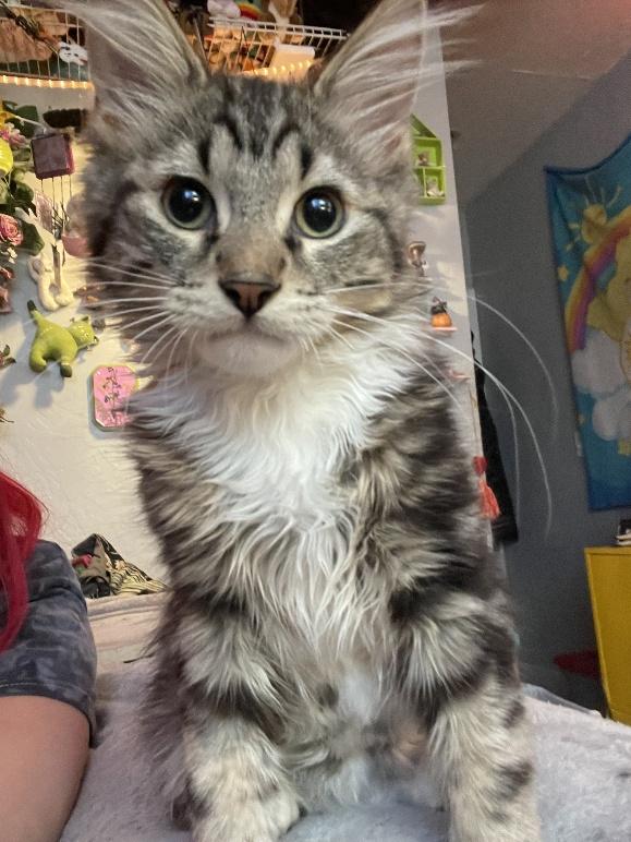 Enlarge Piccolo, a ADOPTABLE Domestic Medium Hair in Salt Lake City, UT image 5/6