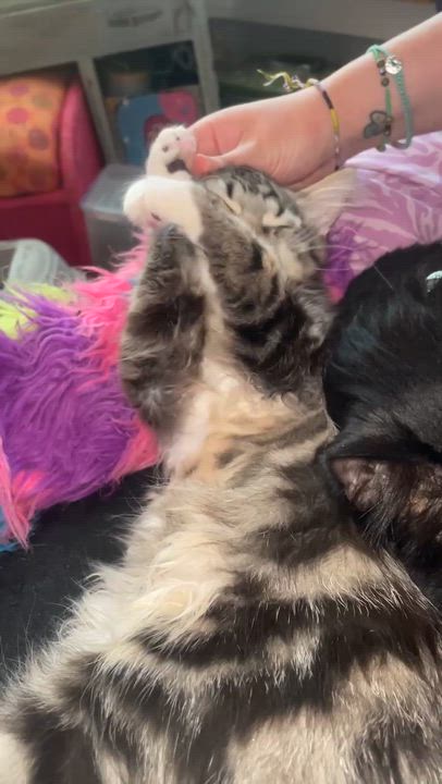 Enlarge Piccolo, a ADOPTABLE Domestic Medium Hair in Salt Lake City, UT video 6/6