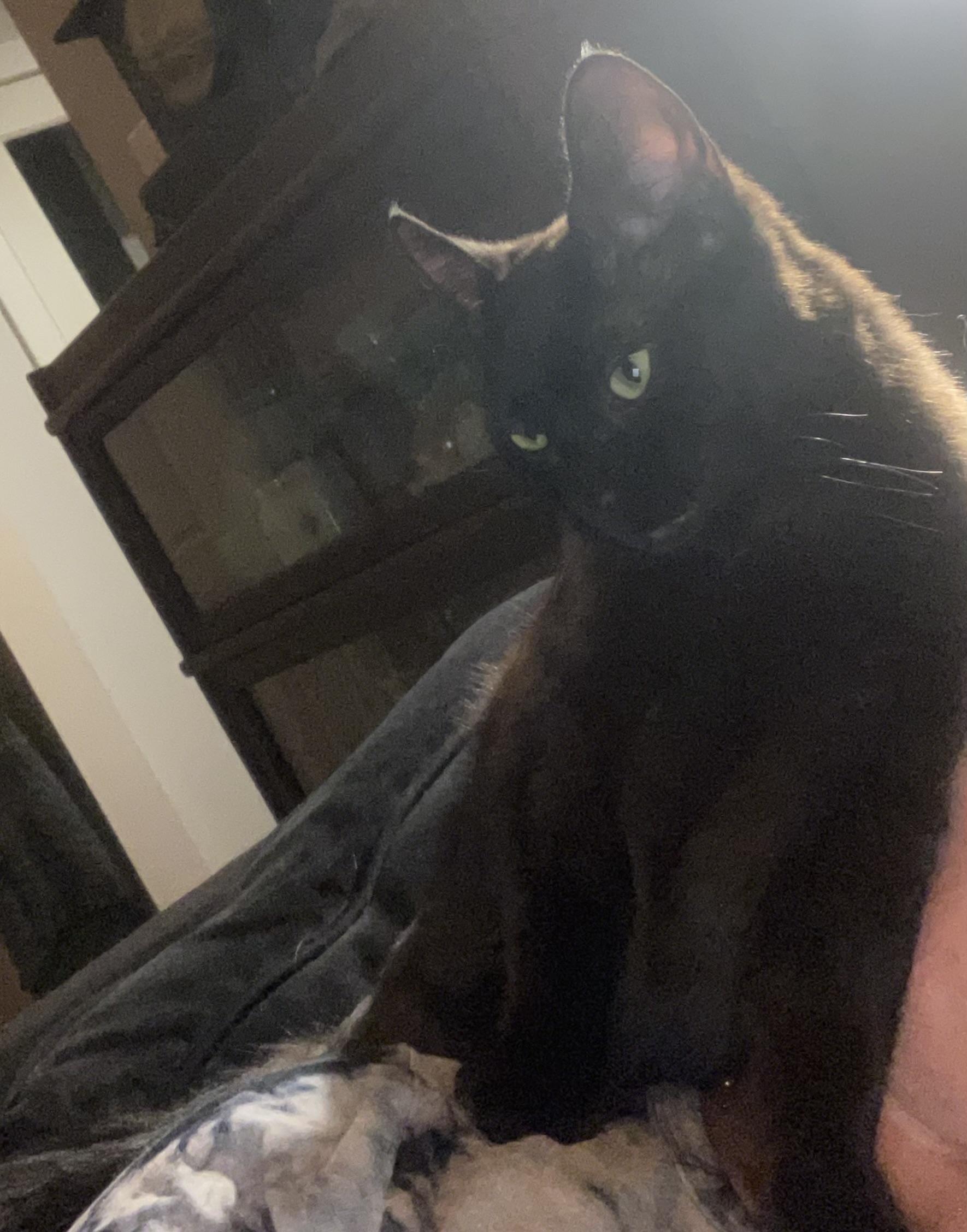 Mazakeen, Adoptable, Young Female Domestic Short Hair.