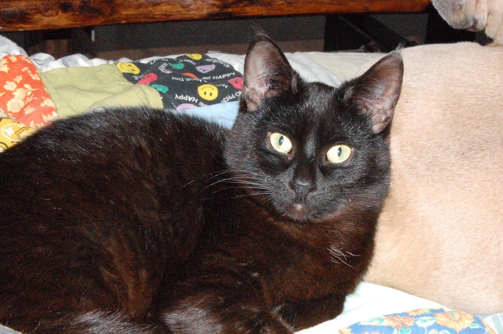 Mazakeen, a Adoptable mixed breed in Steinbach, MB image 3/6
