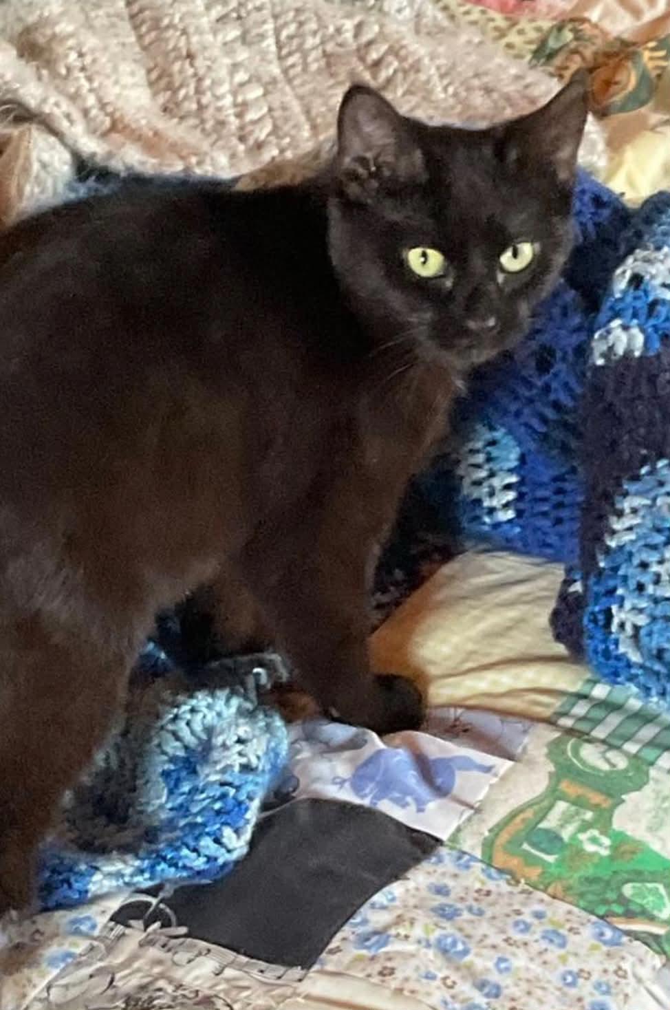 Mazakeen, a Adoptable mixed breed in Steinbach, MB image 4/6