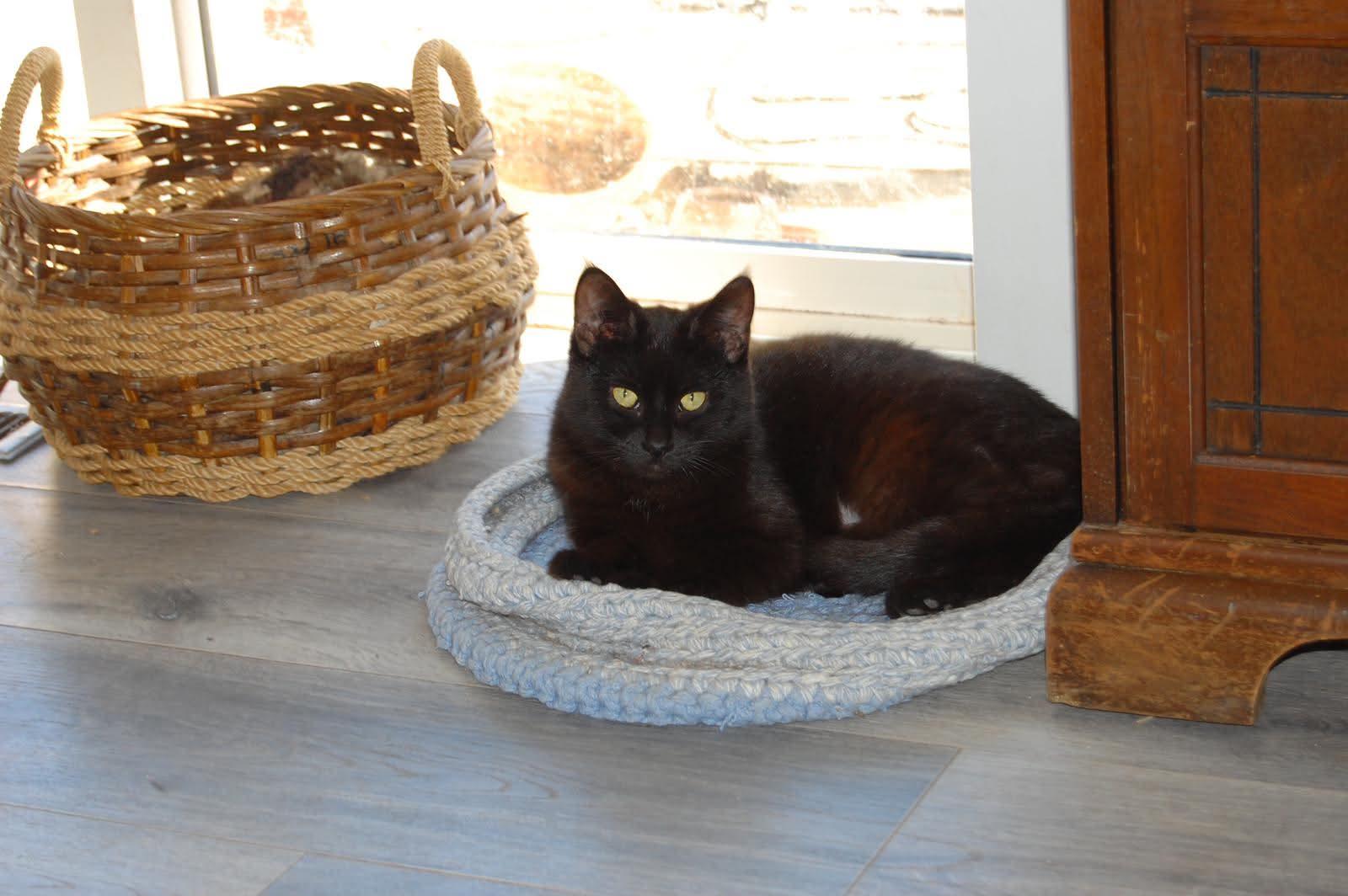 Mazakeen, a Adoptable mixed breed in Steinbach, MB image 6/6