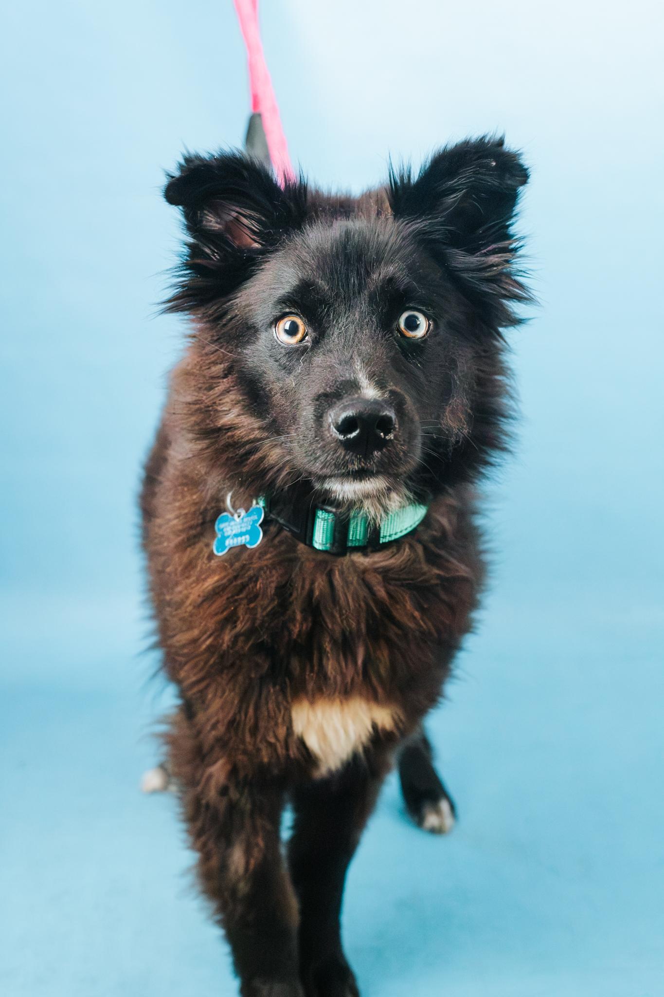Griffy, Adopted, Puppy Male Collie & Shetland Sheepdog / Sheltie.