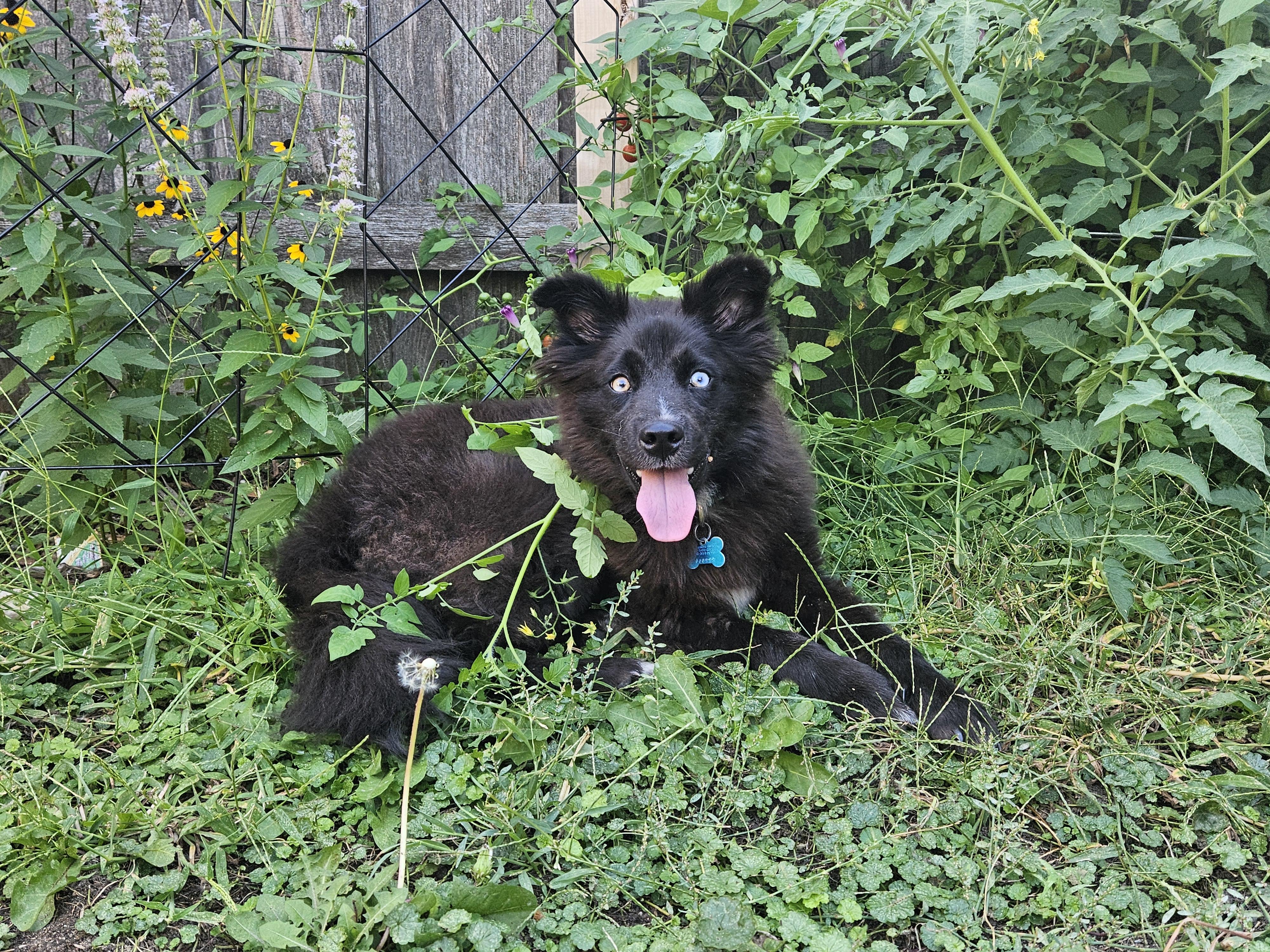 Enlarge Griffy, a Adopted mixed breed in Minneapolis, MN image 3/3