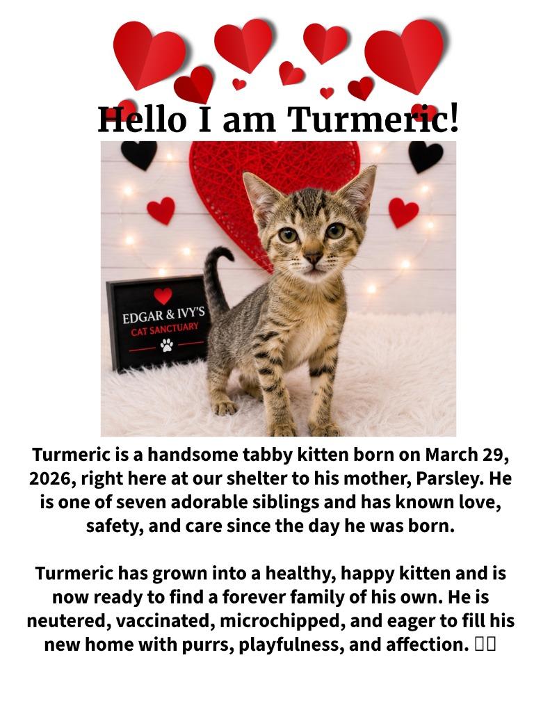 Turmeric, a Adoptable mixed breed in Corpus Christi, TX image 1/2