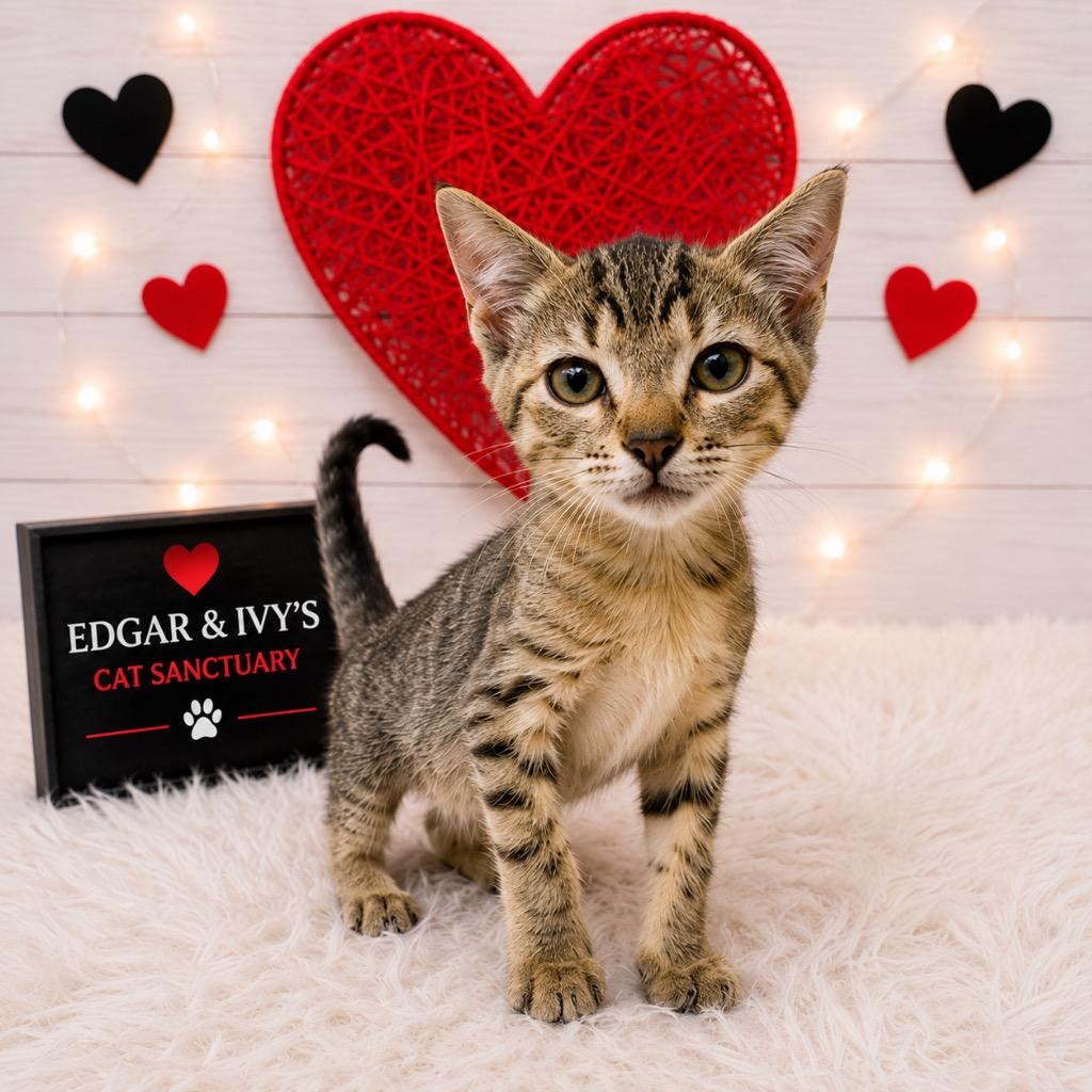 Turmeric, a Adoptable mixed breed in Corpus Christi, TX image 2/2