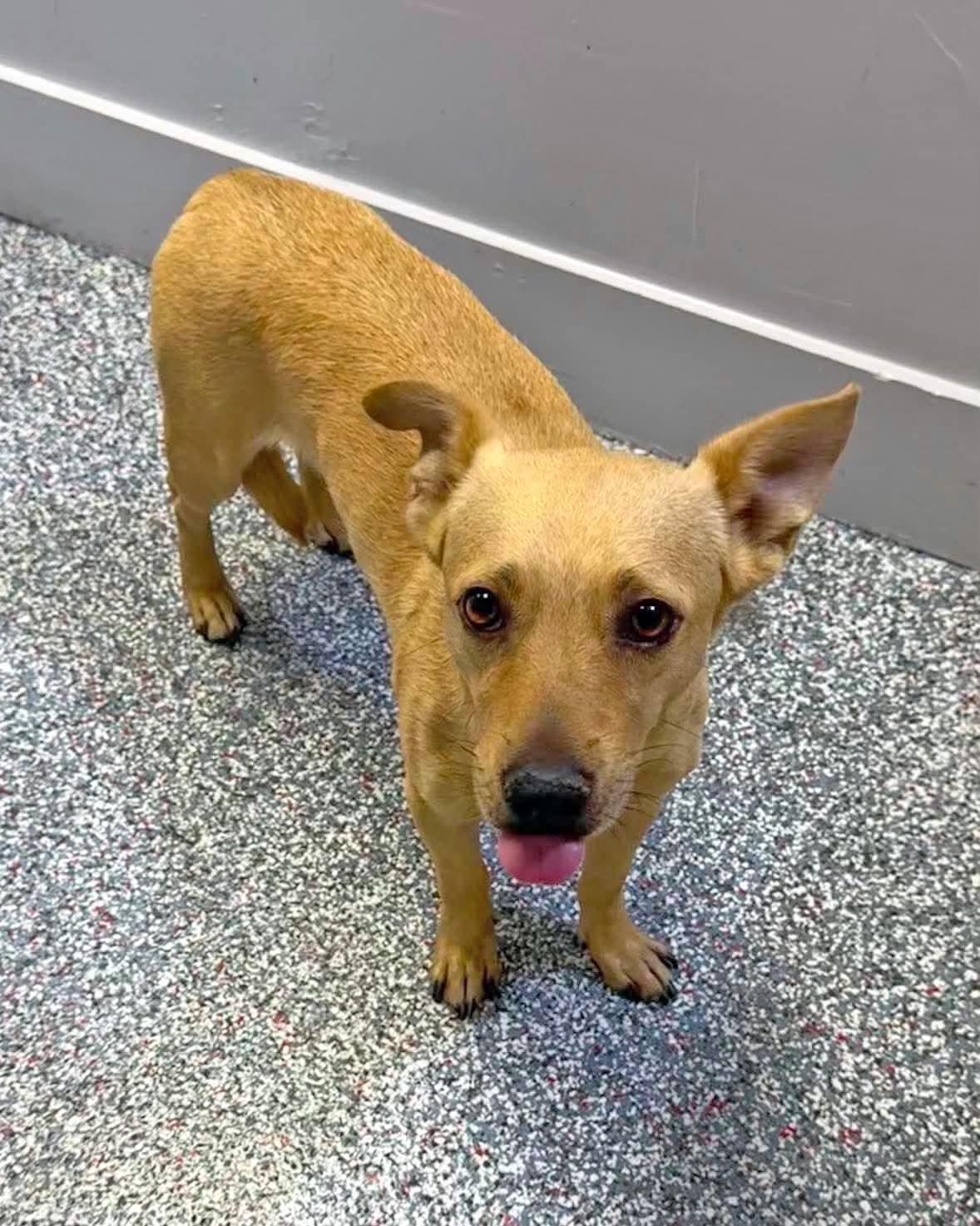 Enlarge Reyes, a Adopted mixed breed in Las Vegas, NV image 3/3