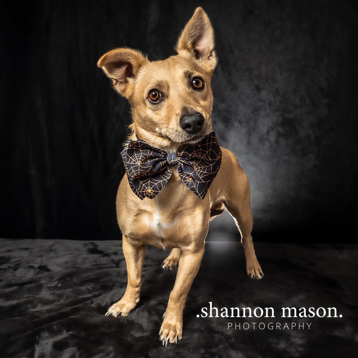 Reyes, Adopted, Young Male Chihuahua.