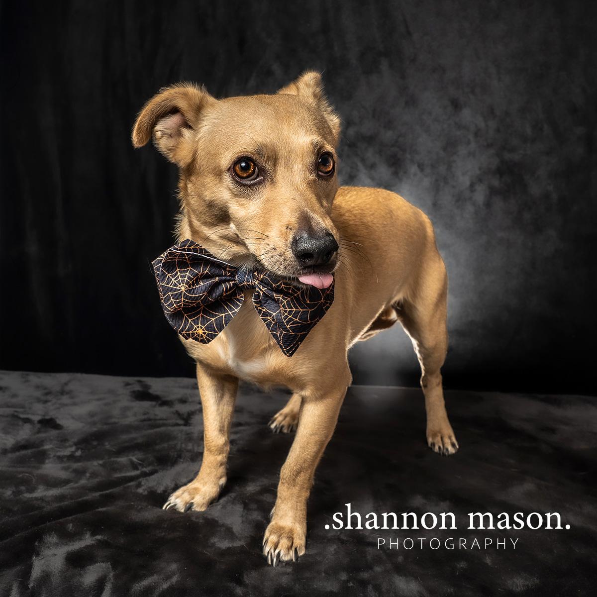 Enlarge Reyes, a Adopted mixed breed in Las Vegas, NV image 2/3