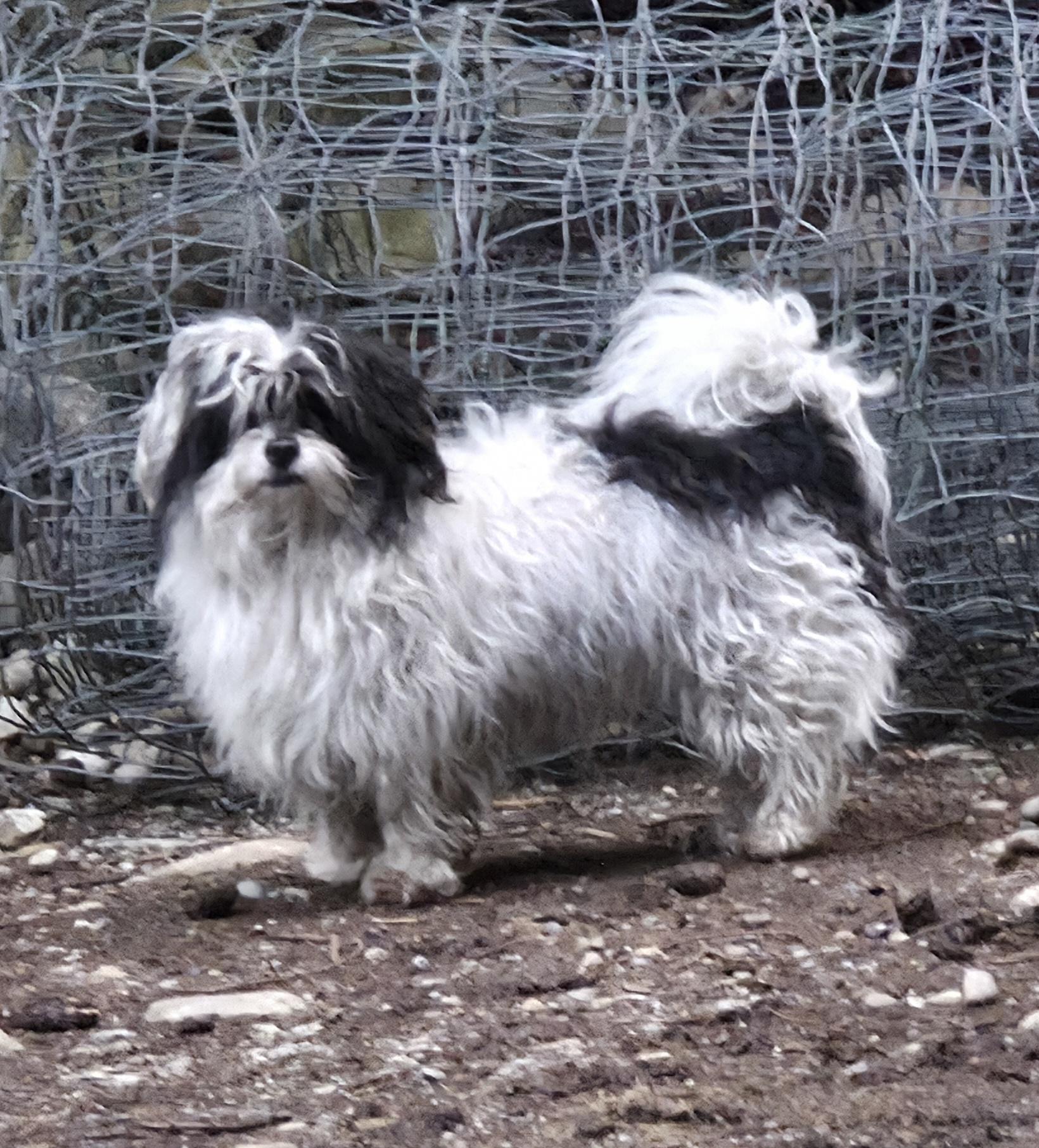 Enlarge Oreo, a Adoptable mixed breed in Port Angeles, WA image 2/5