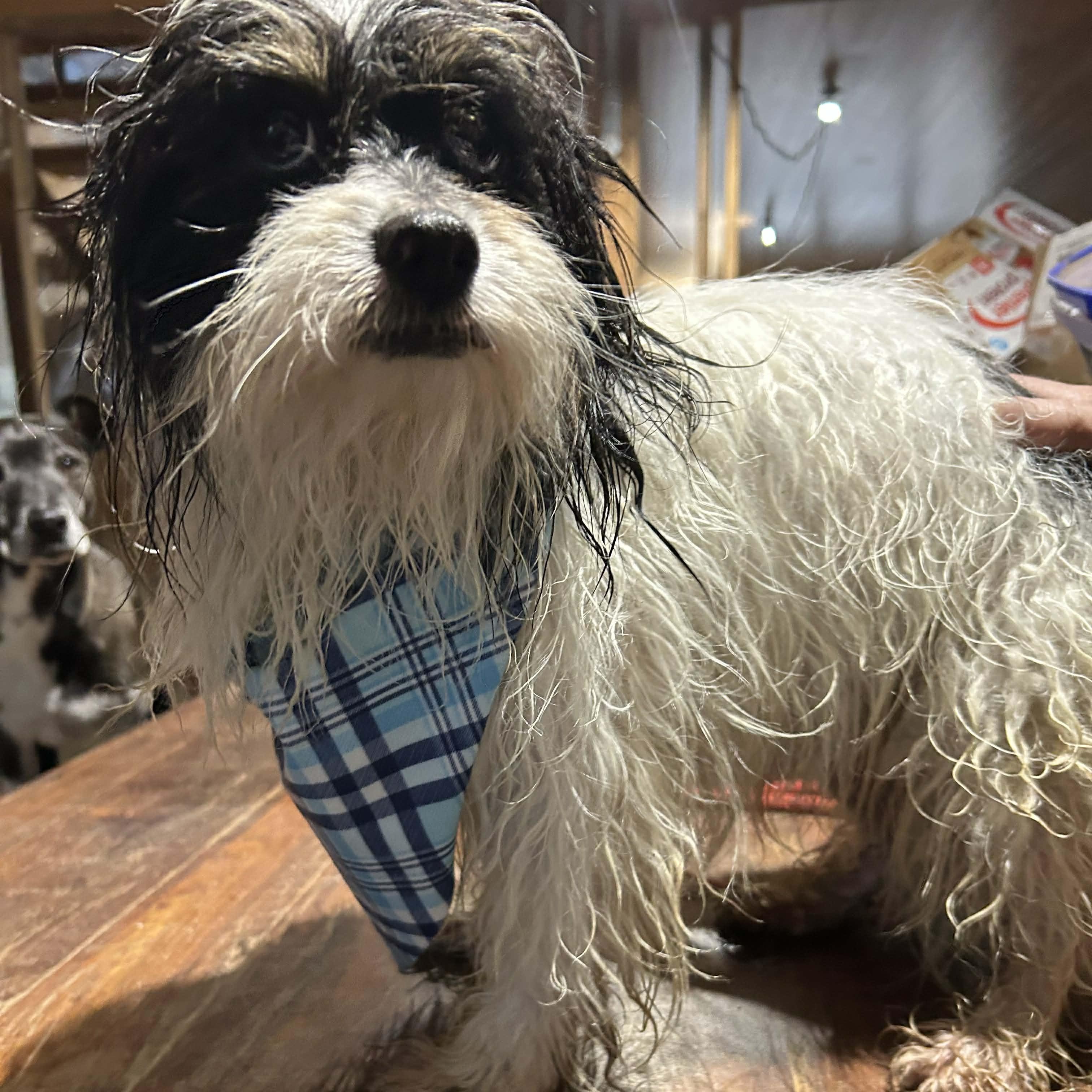 Enlarge Oreo, a Adoptable mixed breed in Port Angeles, WA image 5/5