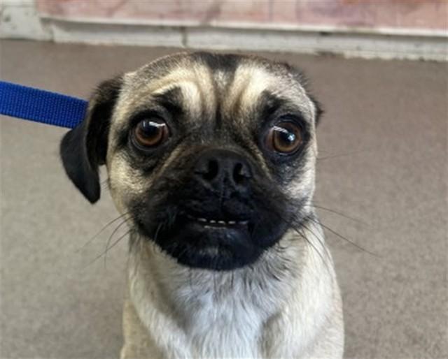 Enlarge TIA, a Adoptable mixed breed in San Bernardino, CA image 1/1