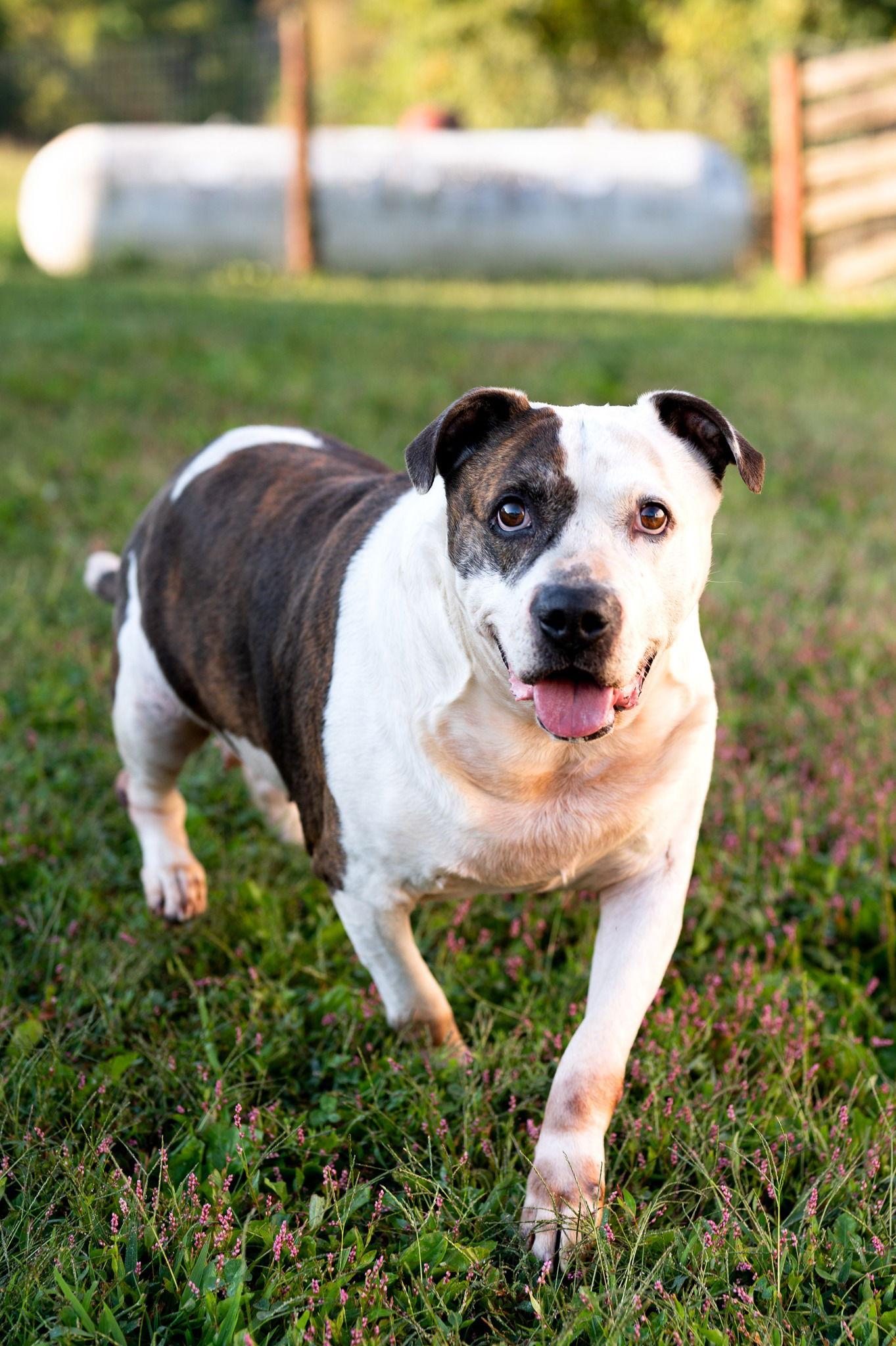 Enlarge Jorja, a Adoptable Mixed Breed in Poland, IN image 2/3