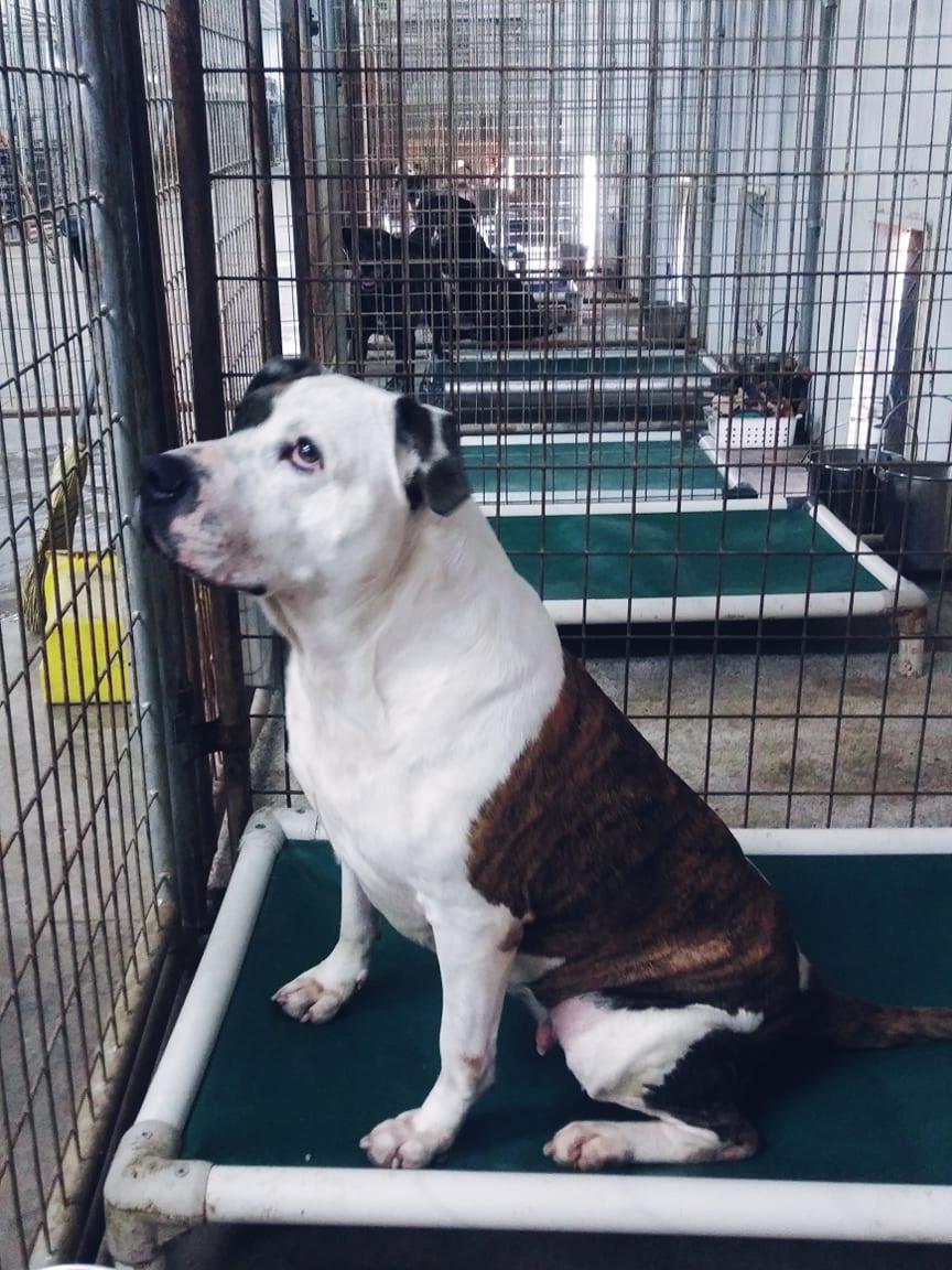 Enlarge Jorja, a Adoptable Mixed Breed in Poland, IN image 3/3