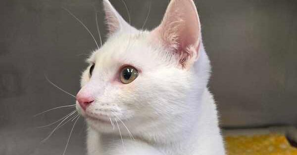 Enlarge Nicodemus, a Adoptable mixed breed in Bowling Green, OH image 1/1