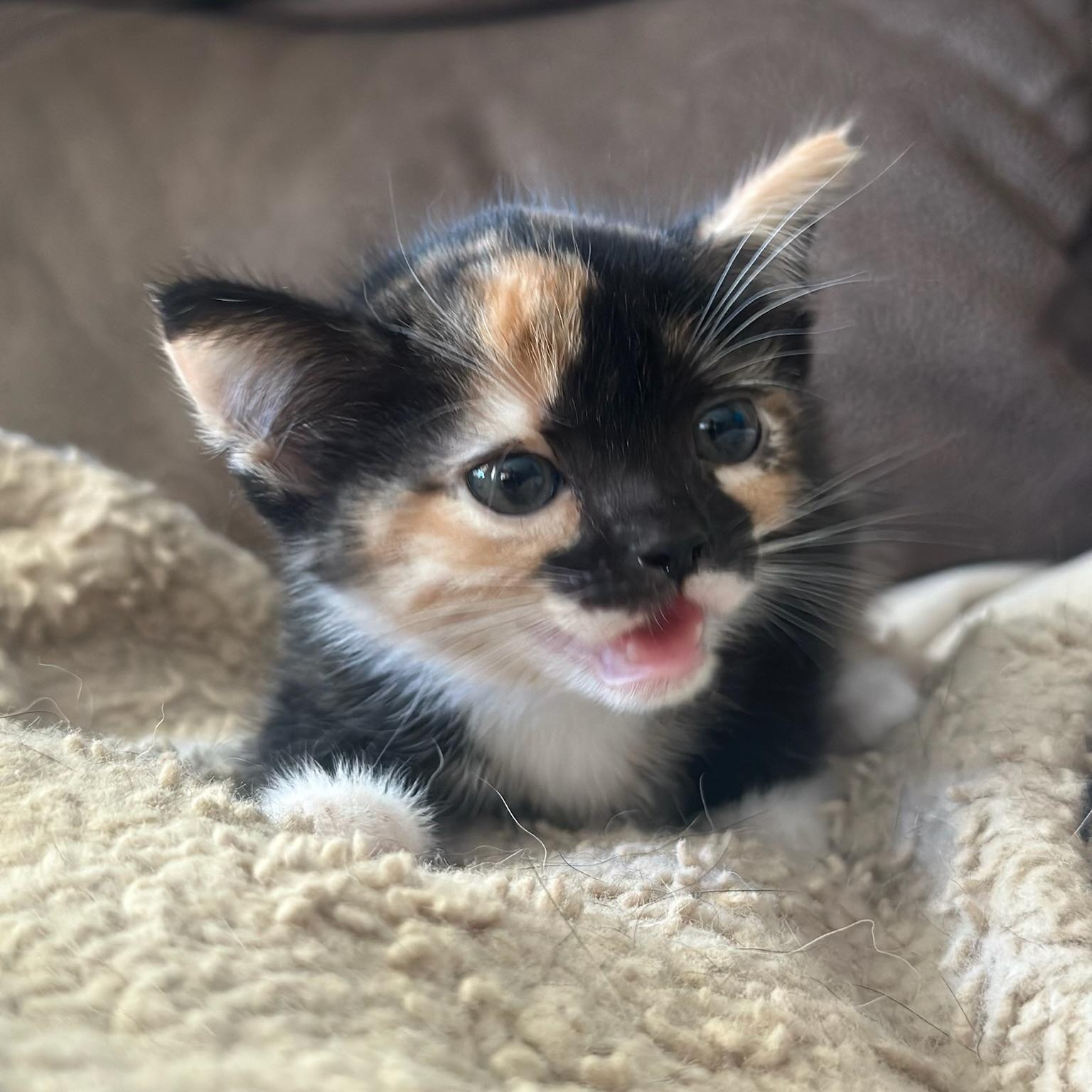 Enlarge Frida, a Adopted Domestic Short Hair in Houston, TX image 1/5