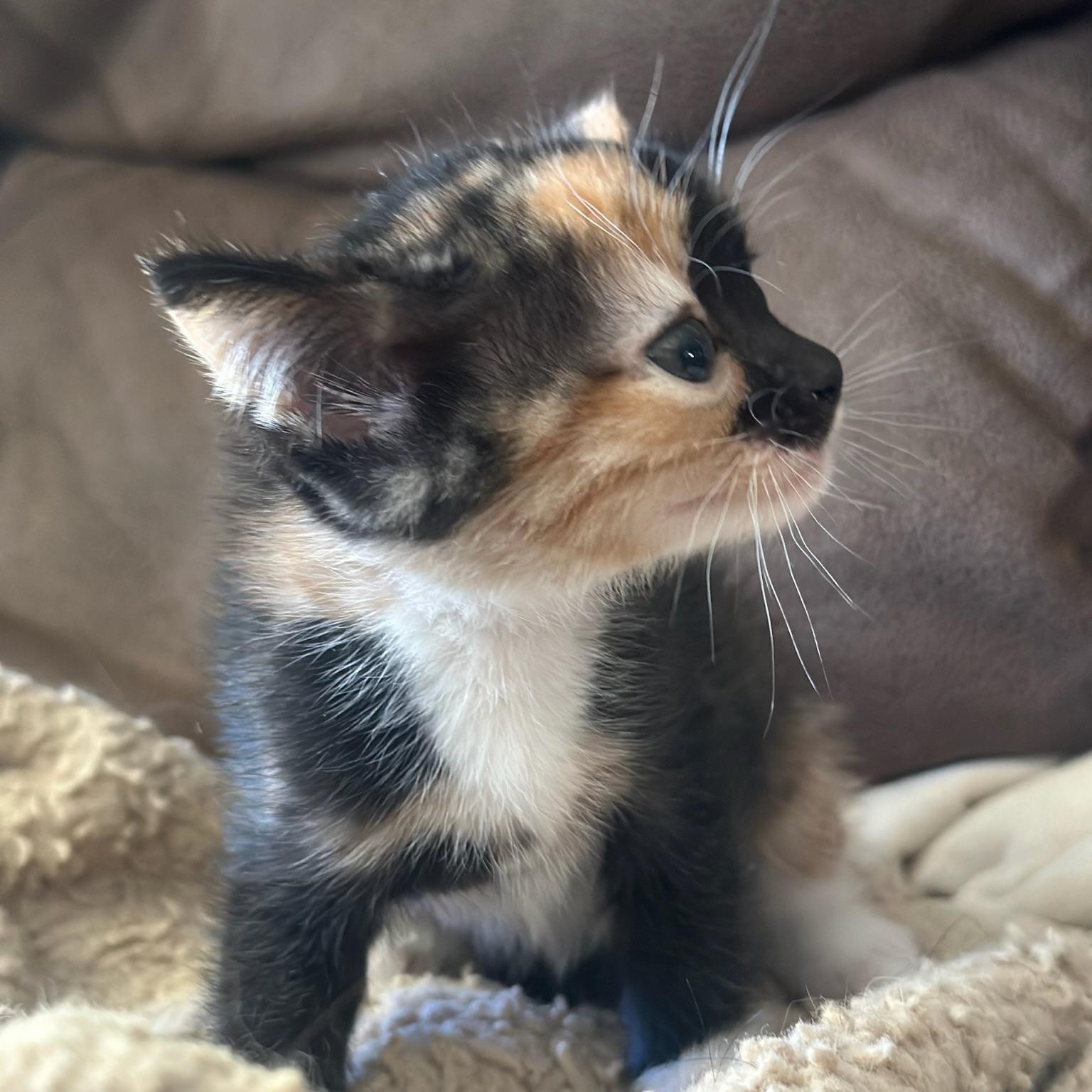 Enlarge Frida, a Adopted Domestic Short Hair in Houston, TX image 3/5