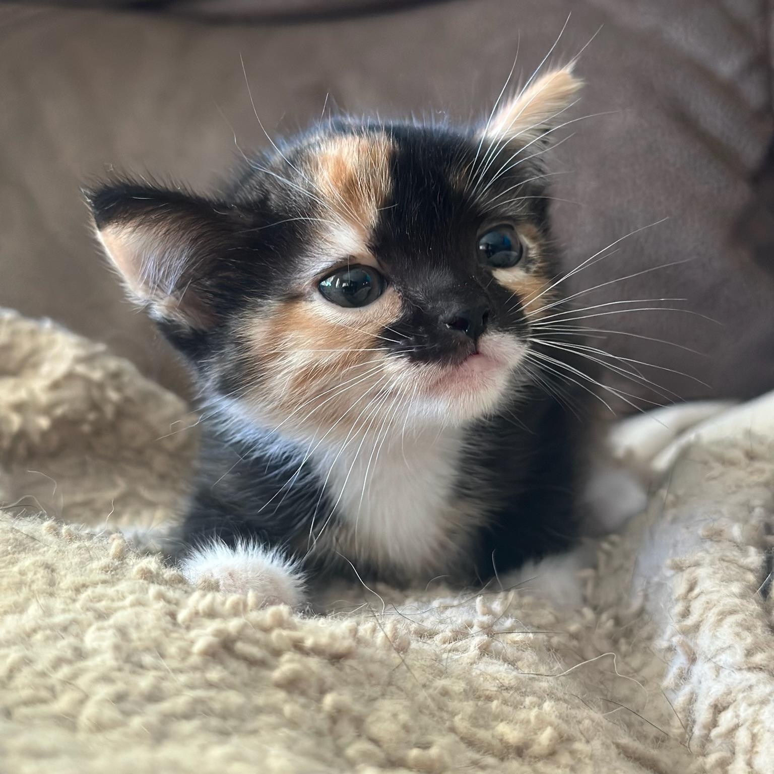 Enlarge Frida, a Adopted Domestic Short Hair in Houston, TX image 4/5