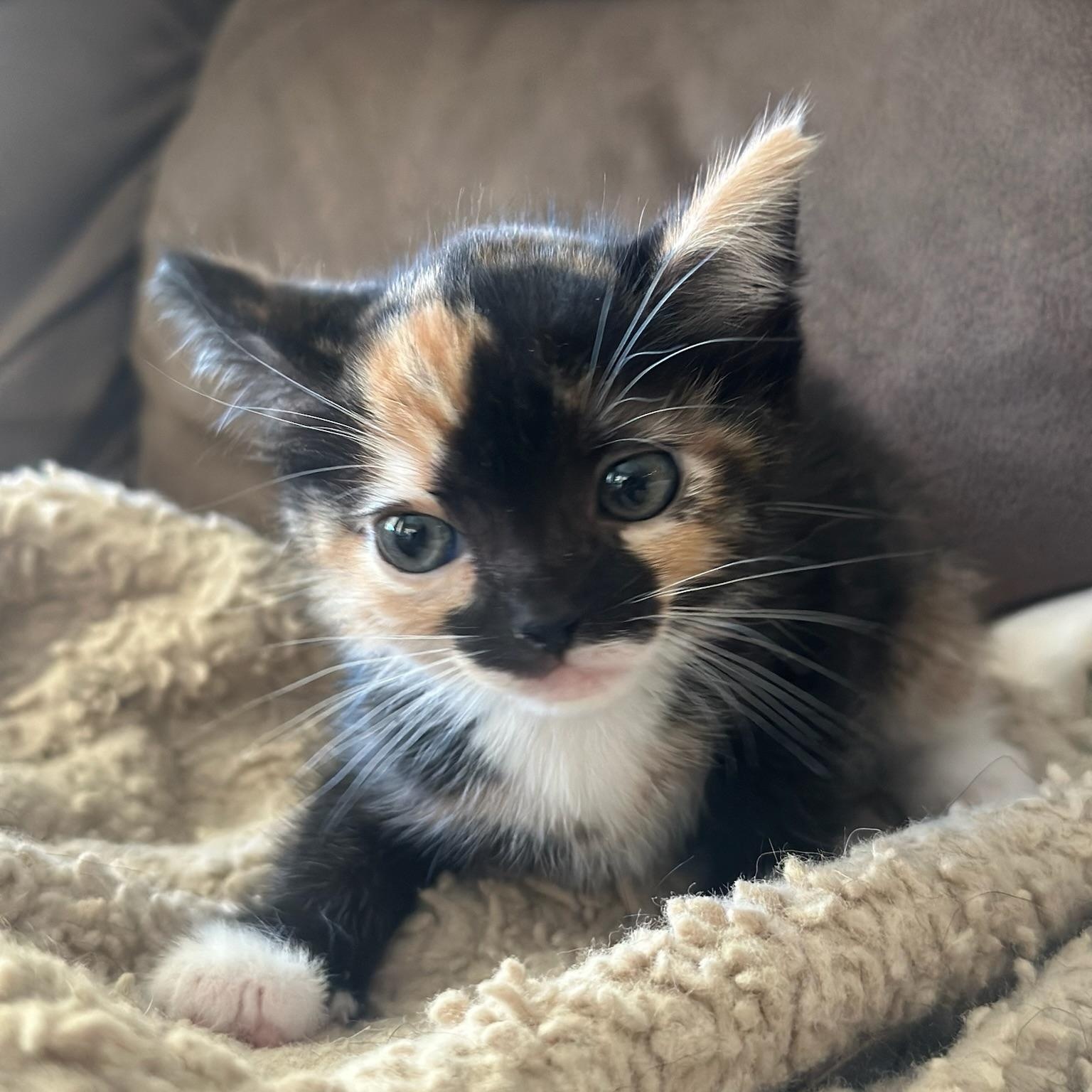 Enlarge Frida, a Adopted Domestic Short Hair in Houston, TX image 5/5