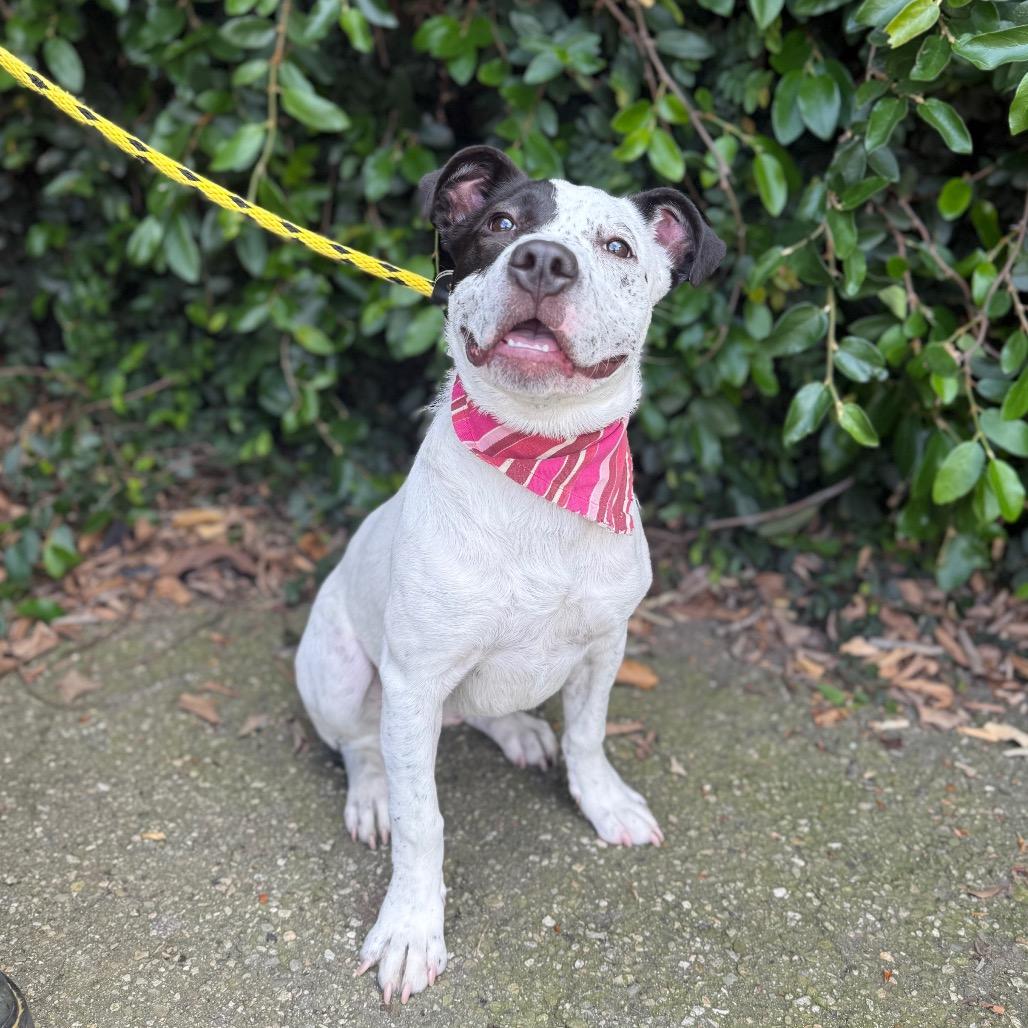 Eloise, Adoptable, Young Female Australian Cattle Dog / Blue Heeler.