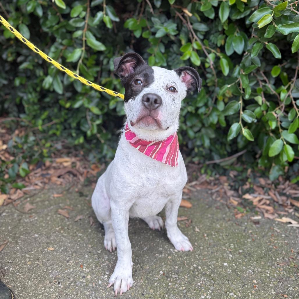 Eloise, Adoptable, Puppy Female American Staffordshire Terrier & Australian Cattle Dog / Blue Heeler.
