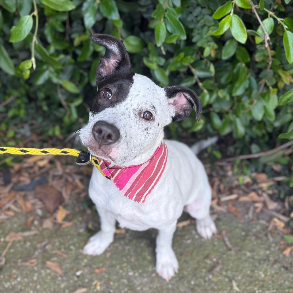 Enlarge Eloise, a Adoptable mixed breed in Santa Barbara, CA image 2/6