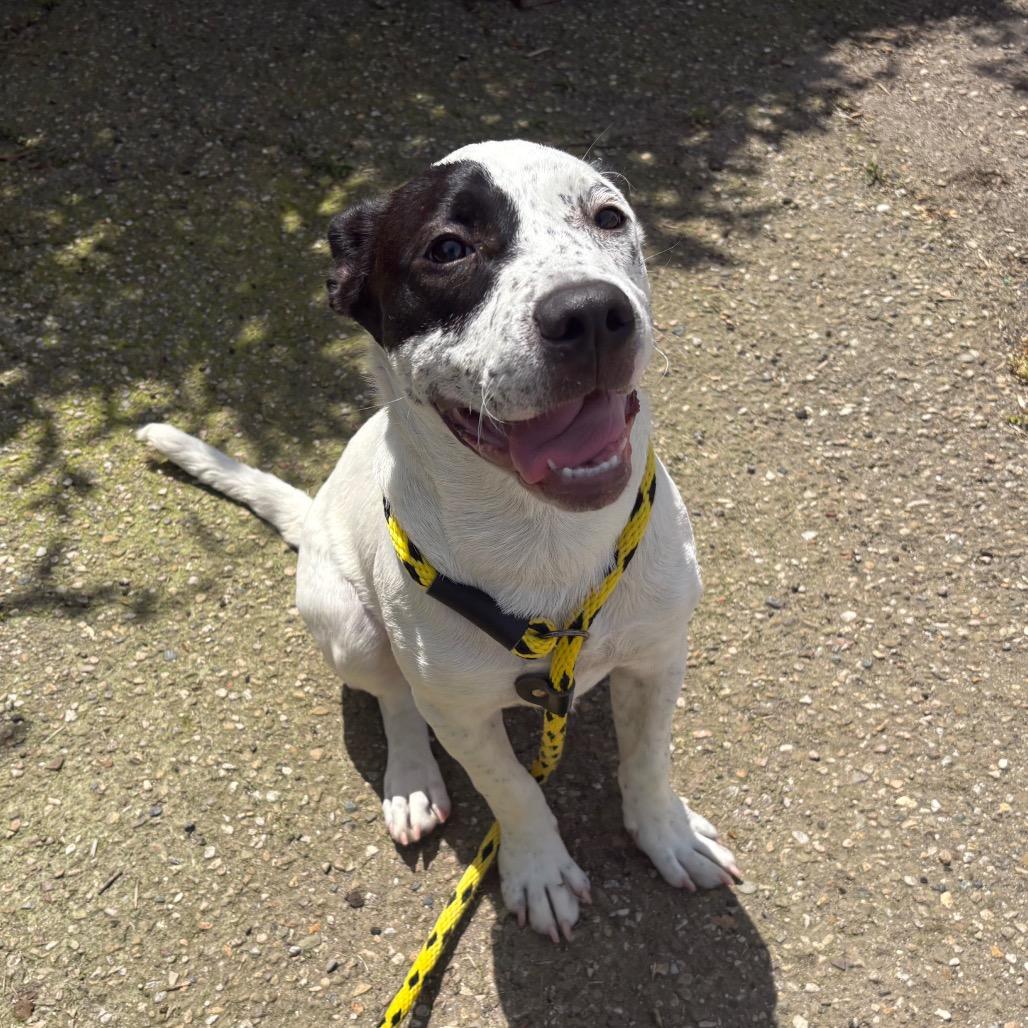 Enlarge Eloise, a Adoptable mixed breed in Santa Barbara, CA image 3/6