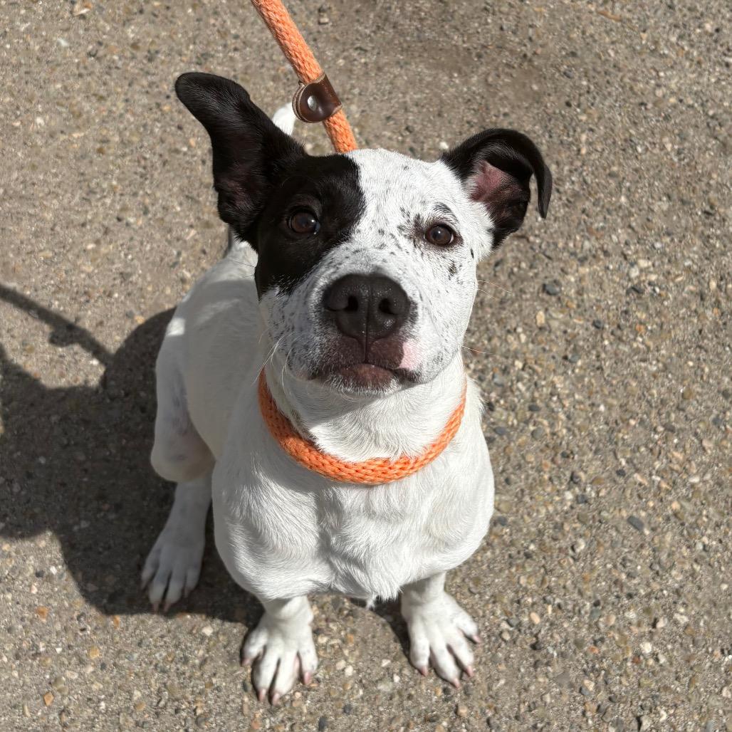 Enlarge Eloise, a Adoptable mixed breed in Santa Barbara, CA image 4/6