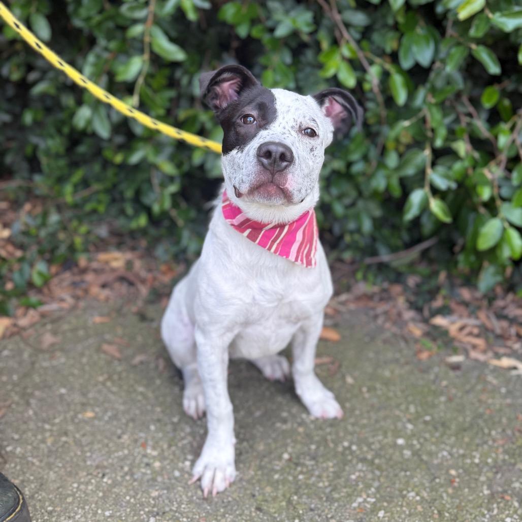 Enlarge Eloise, a Adoptable mixed breed in Santa Barbara, CA image 5/6