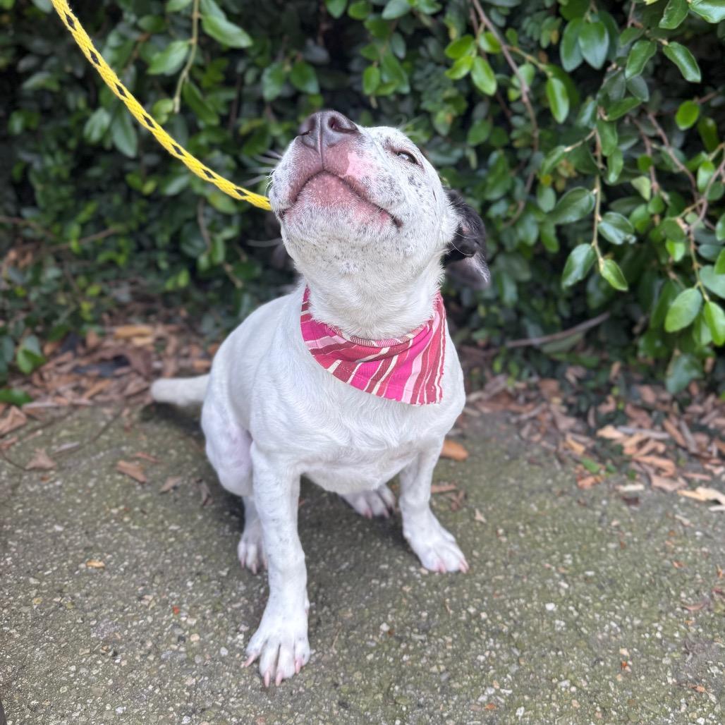 Enlarge Eloise, a Adoptable mixed breed in Santa Barbara, CA image 6/6