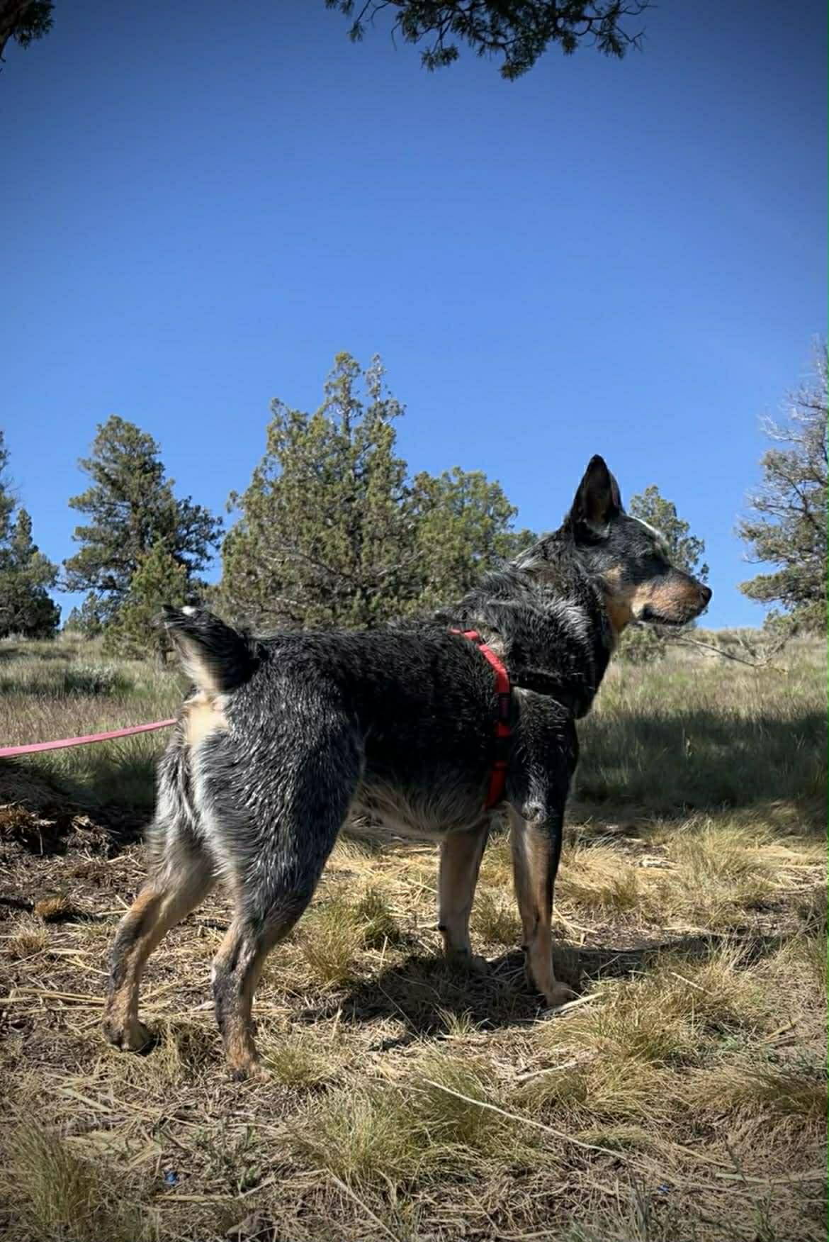 Enlarge Jolene, a ADOPTABLE mixed breed in Bend, OR image 2/3