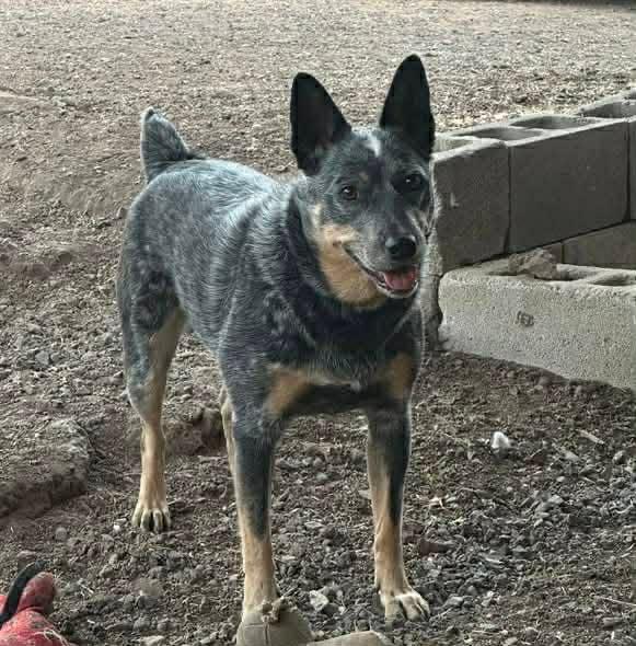 Enlarge Jolene, a ADOPTABLE mixed breed in Bend, OR image 1/3