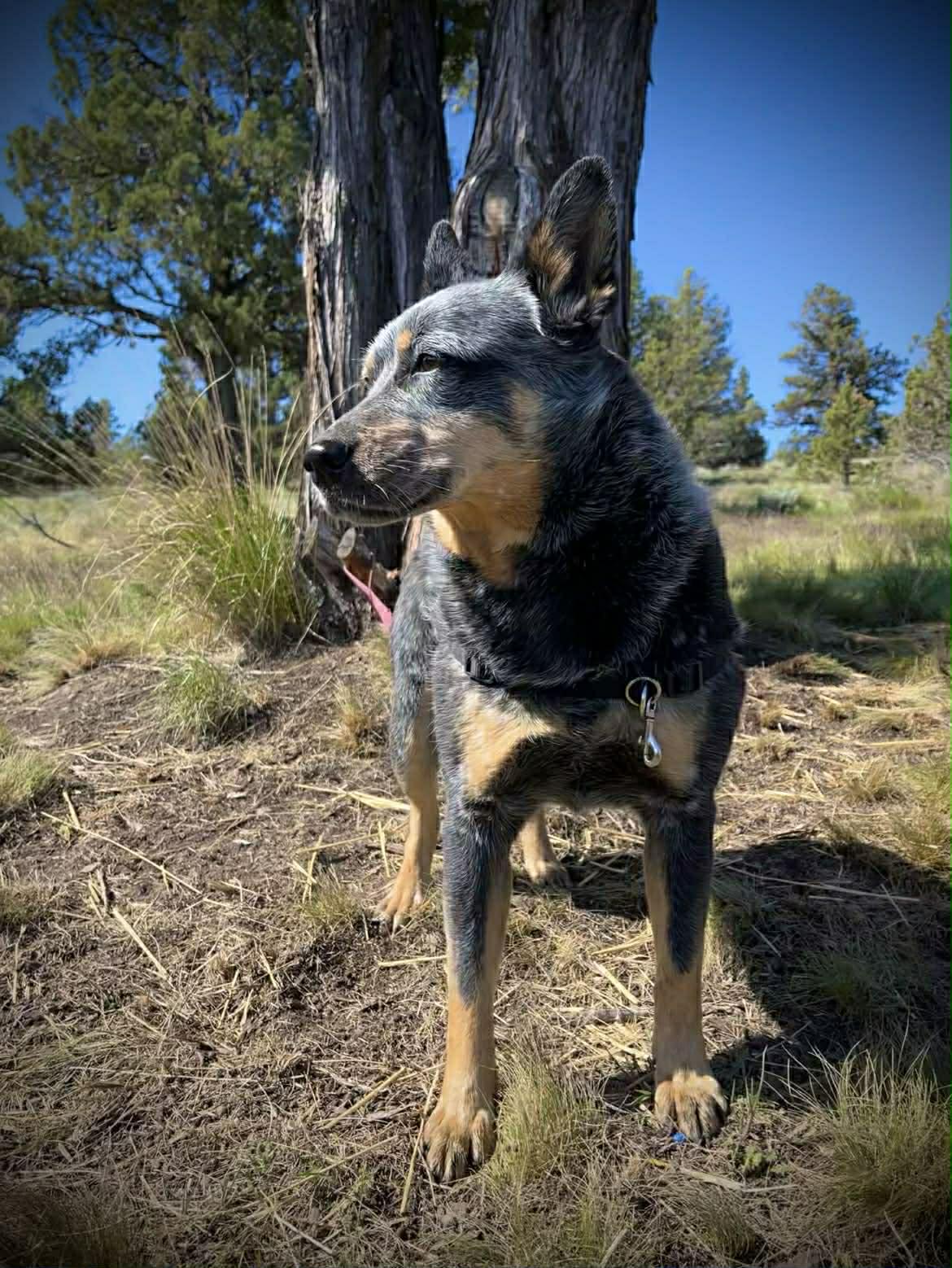 Enlarge Jolene, a ADOPTABLE mixed breed in Bend, OR image 3/3