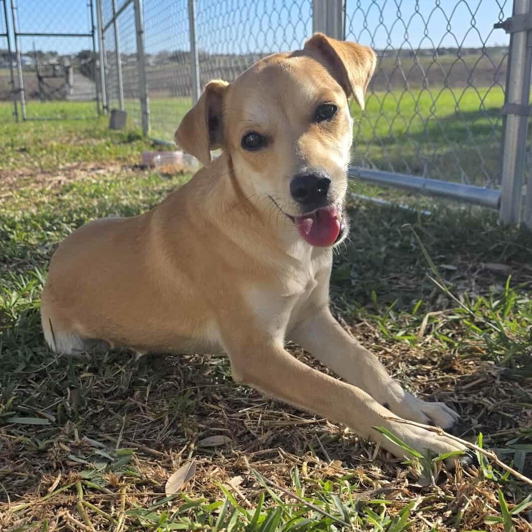 Enlarge Kacey, a Adoptable mixed breed in Ridgefield, NJ image 1/6
