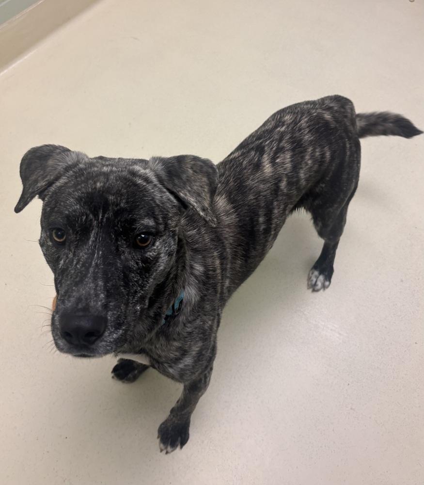 AJ, Adoptable, Young Male Husky.