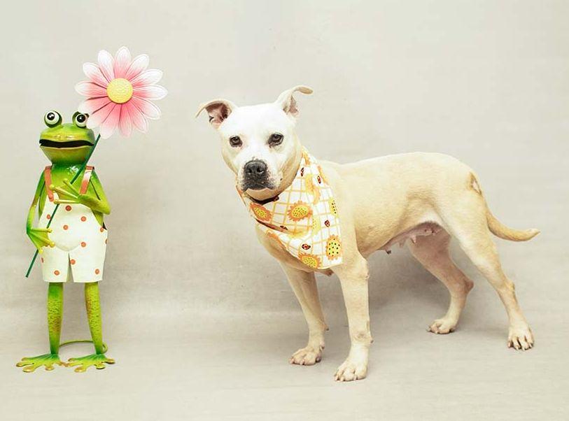 Enlarge Ainsley, a ADOPTABLE mixed breed in Sanford, FL image 2/2